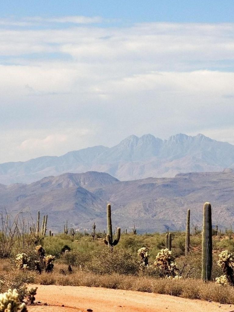 Free download 1440x2560 Summer Sky Nature Desert Cactus HD Wallpaper Desktop [1440x2560] for your Desktop, Mobile & Tablet. Explore Desert Background. Desert Background, Desert Wallpaper, Arizona Desert Wallpaper