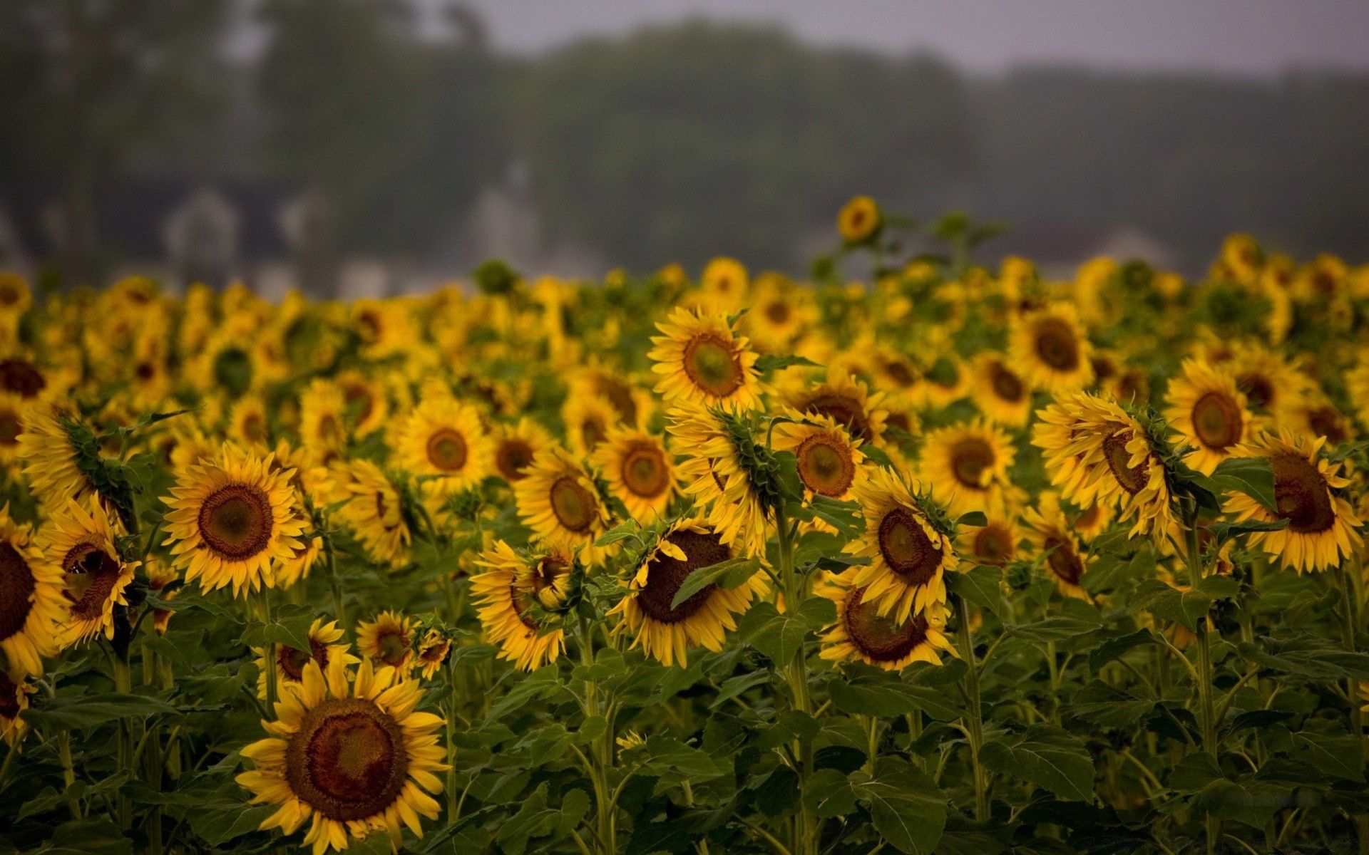 Sunflower Field, Cloudy Summer Day
