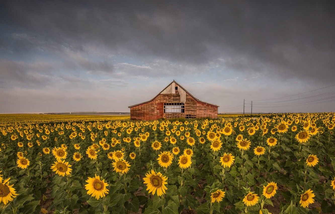Wallpaper field, summer, the sky, clouds, sunflowers, flowers, clouds, yellow, the barn, wooden, house, the barn, a lot, sunflower, plantation, cloudy image for desktop, section пейзажи