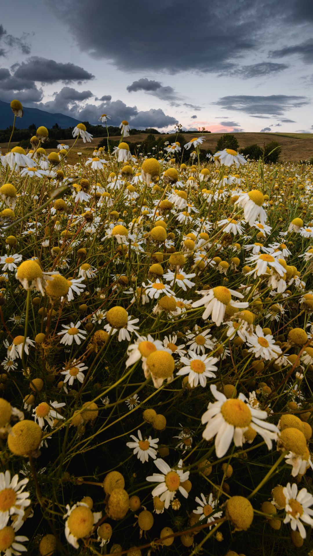 Download wallpaper 1080x1920 daisies, field, cloudy, summer samsung galaxy s4, s5, note, sony xperia z, z1, z2, z3, htc one, lenovo vibe HD background