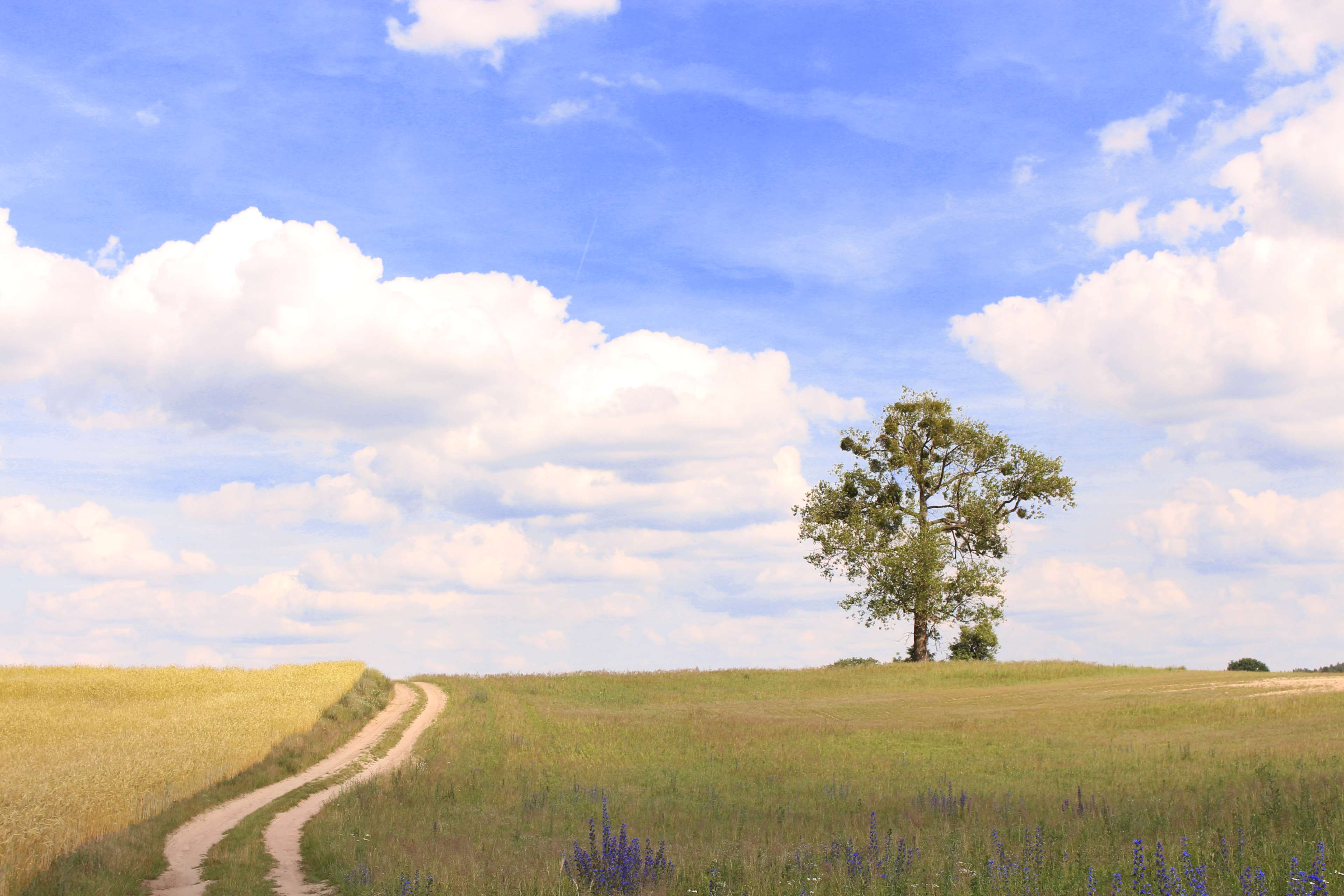 cloudy sky, road, sky, summer, tree 4k wallpaper