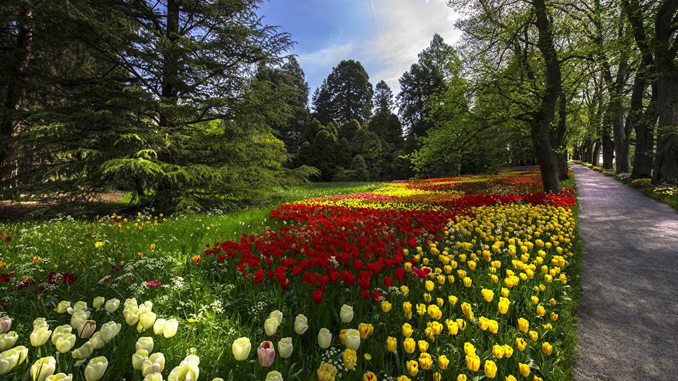 image Germany Mainau Island Spring Tulips Nature park 1366x768