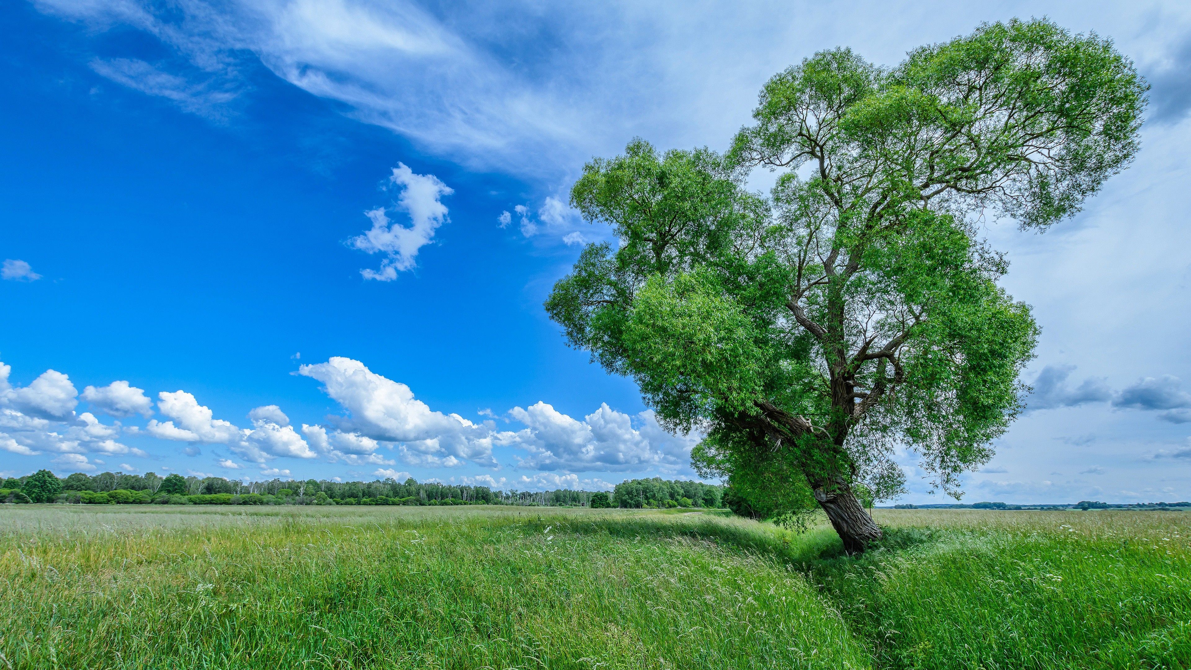 Grass Field And Green Trees Under Cloudy Sky During Summer 4K HD Nature Wallpaper</a> Wallpaper