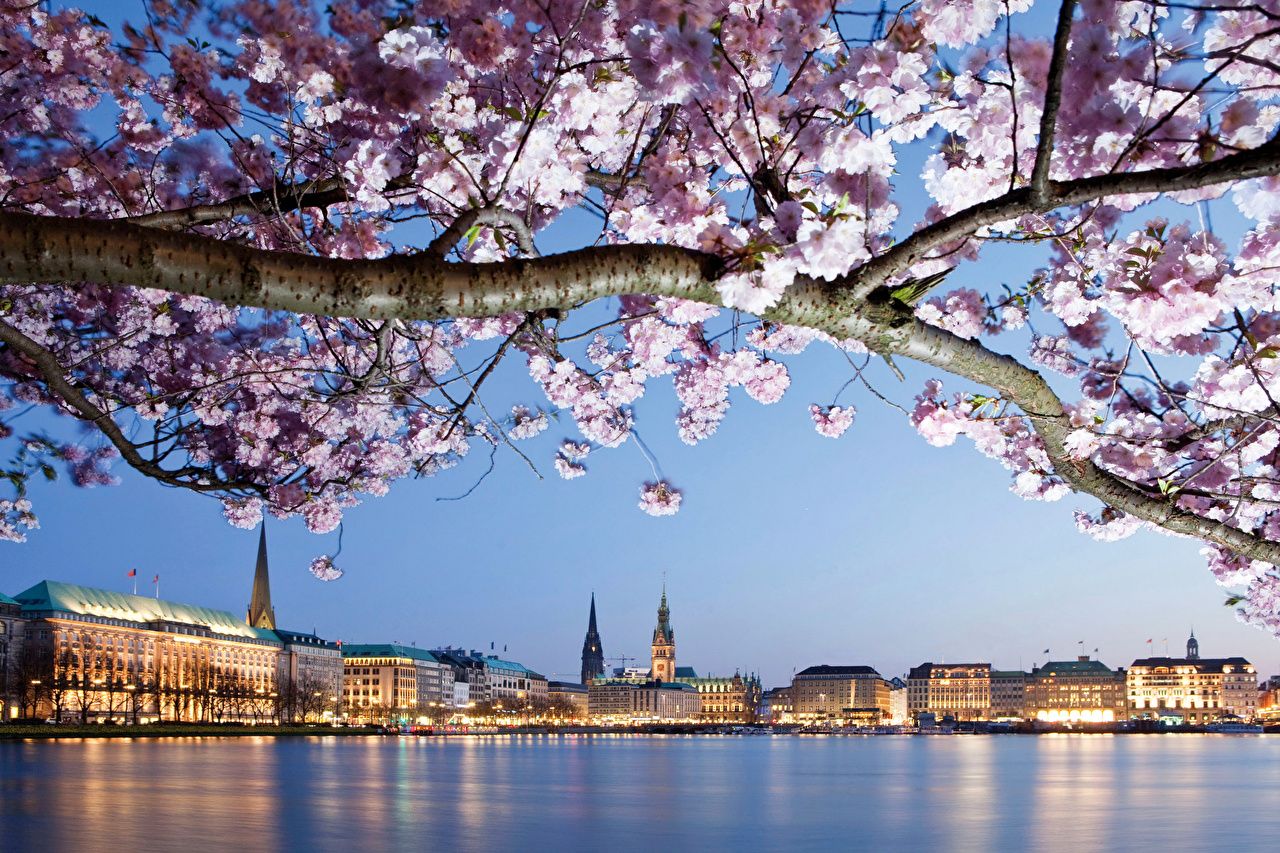 Image Hamburg Germany Spring Rivers Branches Houses Cities Flowering
