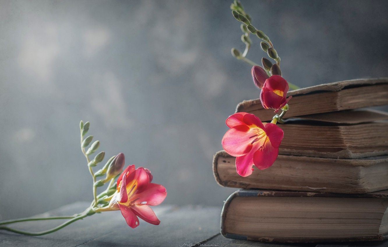 Wallpaper flowers, style, background, books, freesia image for desktop, section стиль
