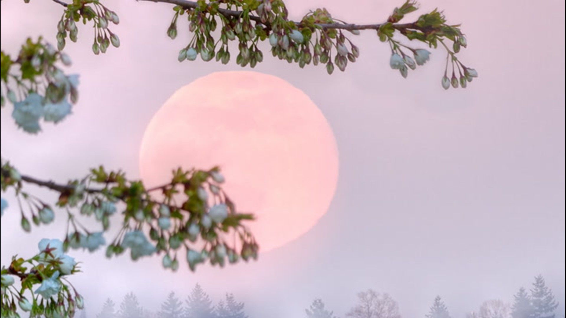 Catch the Super 'Pink' Moon on April 26tv.com