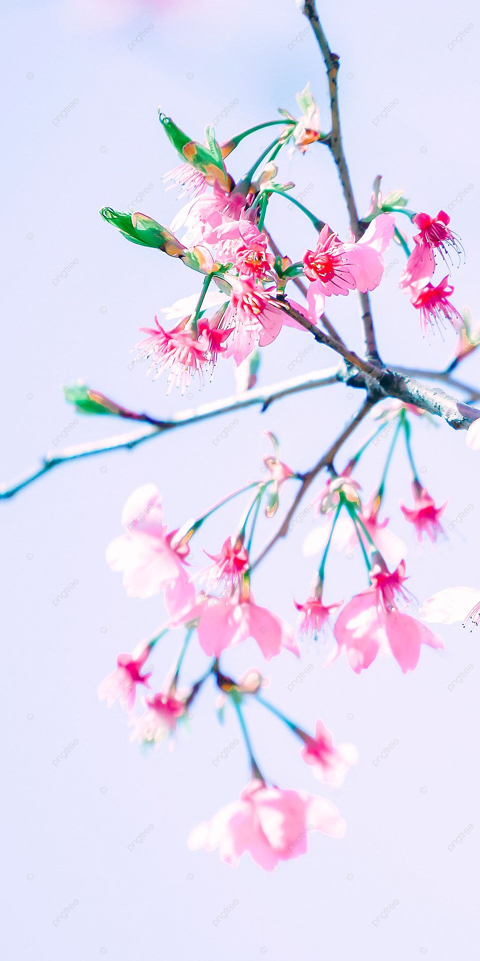 Green Tree Pink Flowers Cherry Blossom Mobile Wallpaper, Background, Decorative Shading, Cute Background Image for Free Download