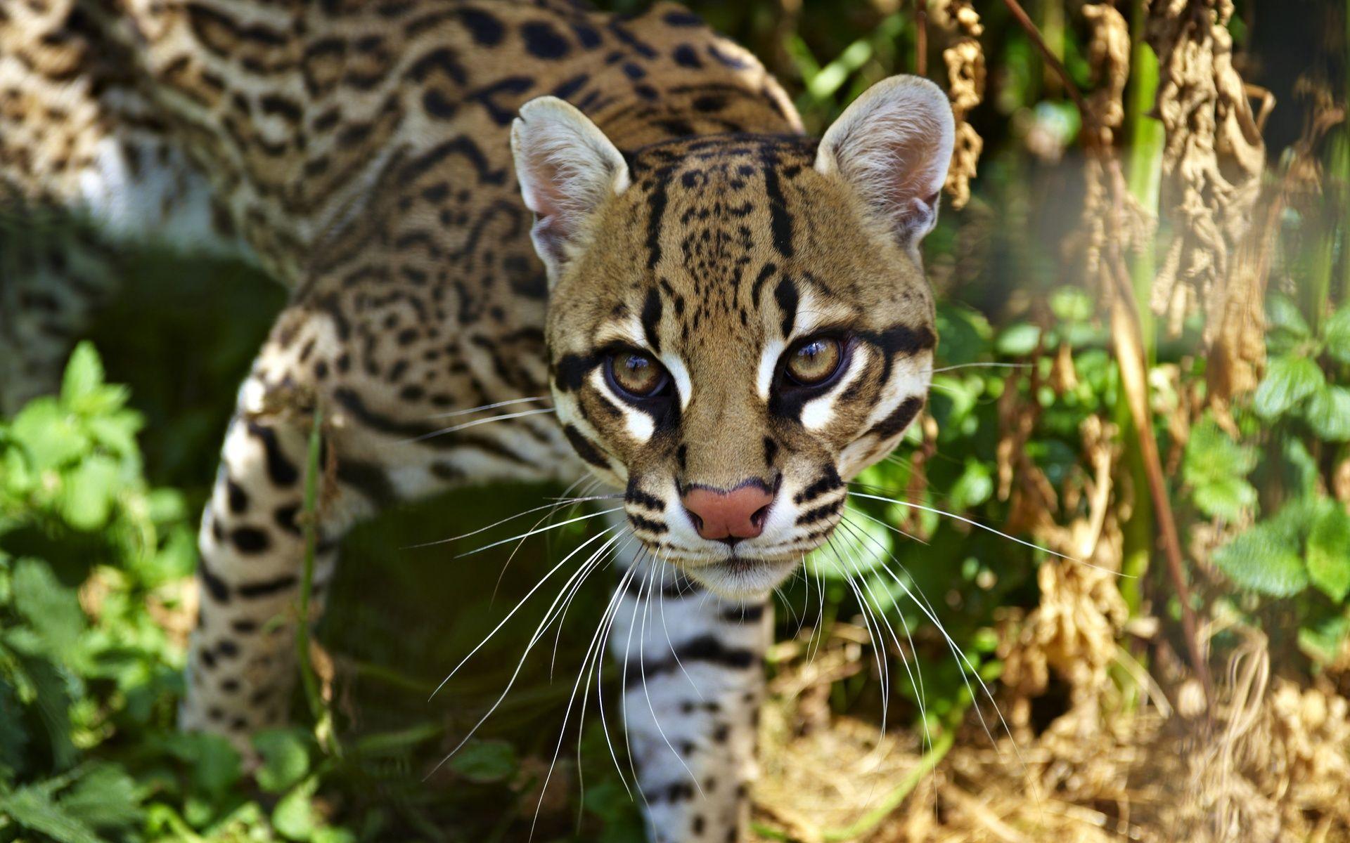 Ocelot Wallpaper