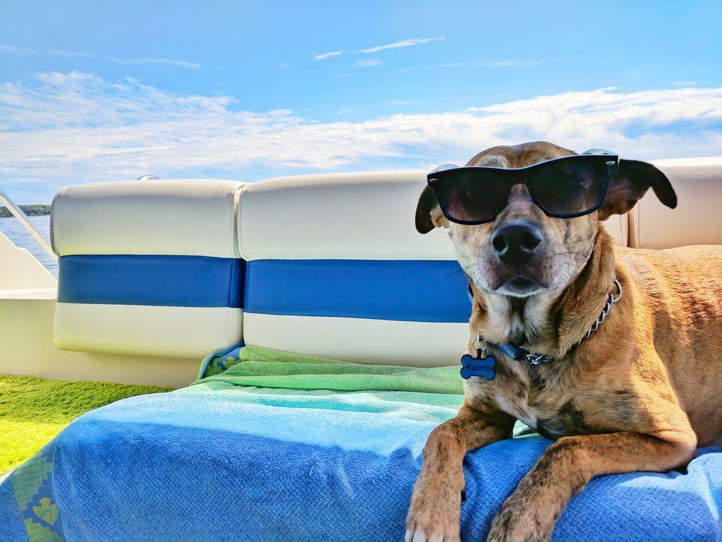 How to keep your dogs safe in summer heat & Life 360, TX
