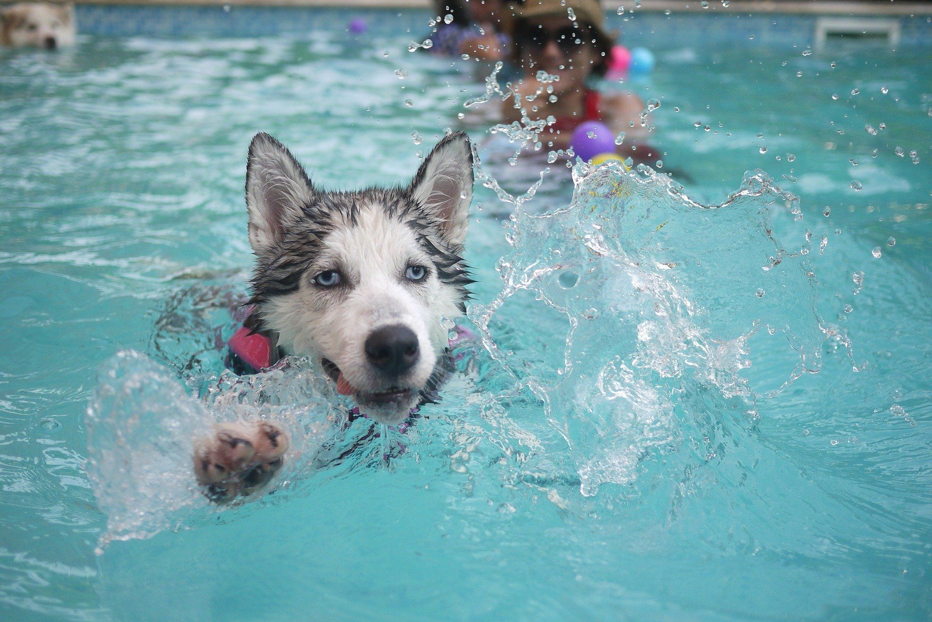 Hot Weather Dogs: Tips for Keeping Your Canine Cool. The Dog People by Rover.com