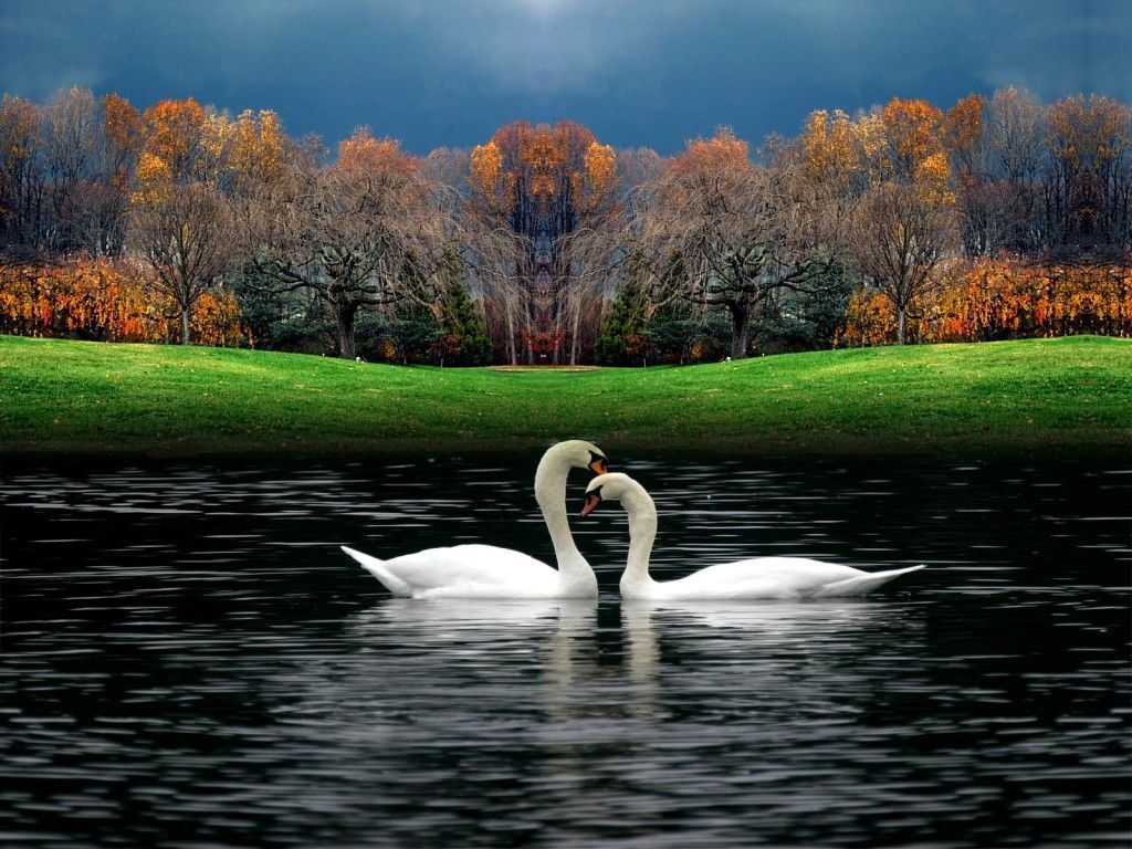 Couple Swan HD Wallpaper. HD Wallpaper. Beautiful photo of nature, Beautiful image nature, Nature photo