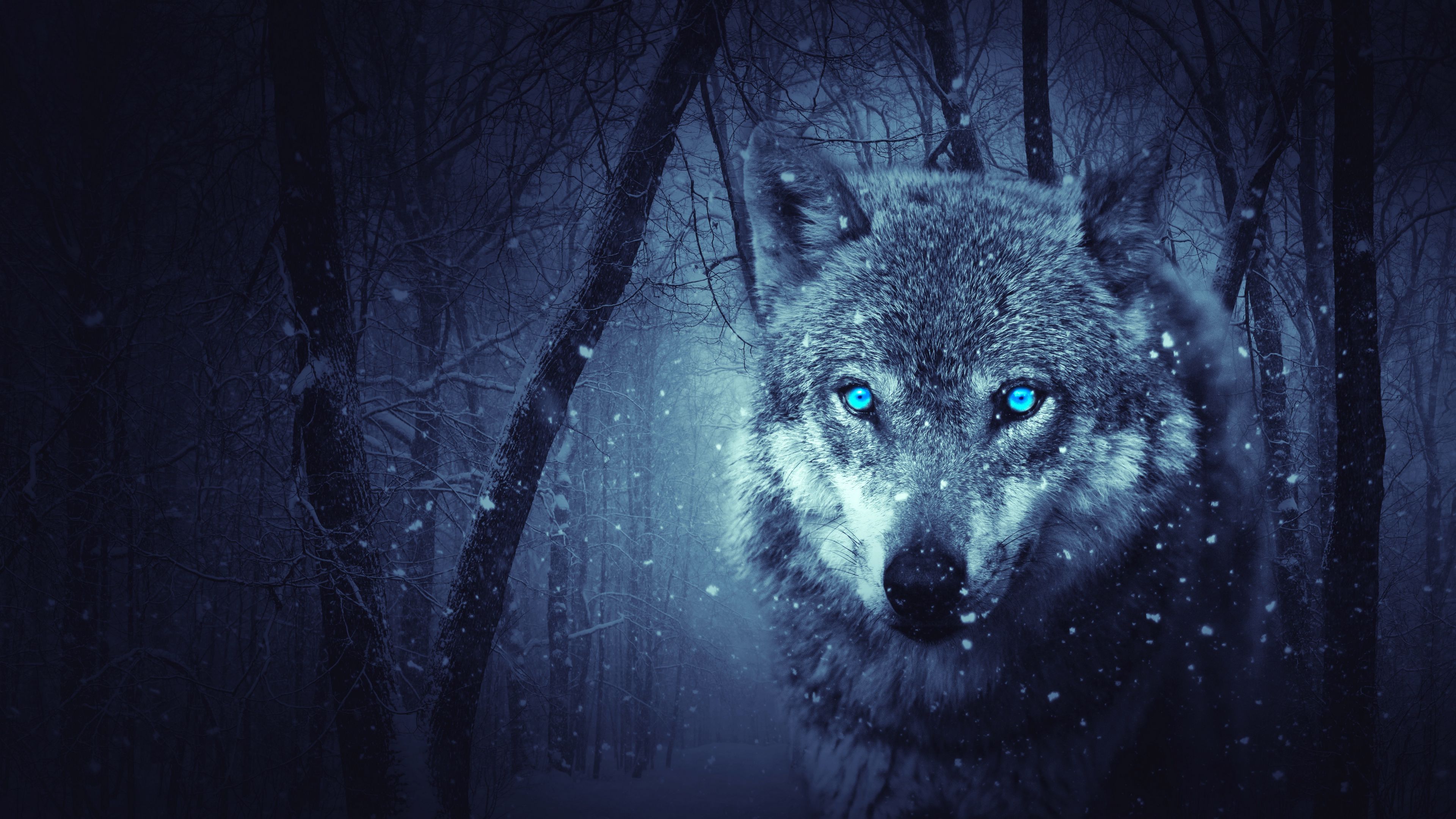 Wolf Predator Photohop Art 4K HD Wallpaper