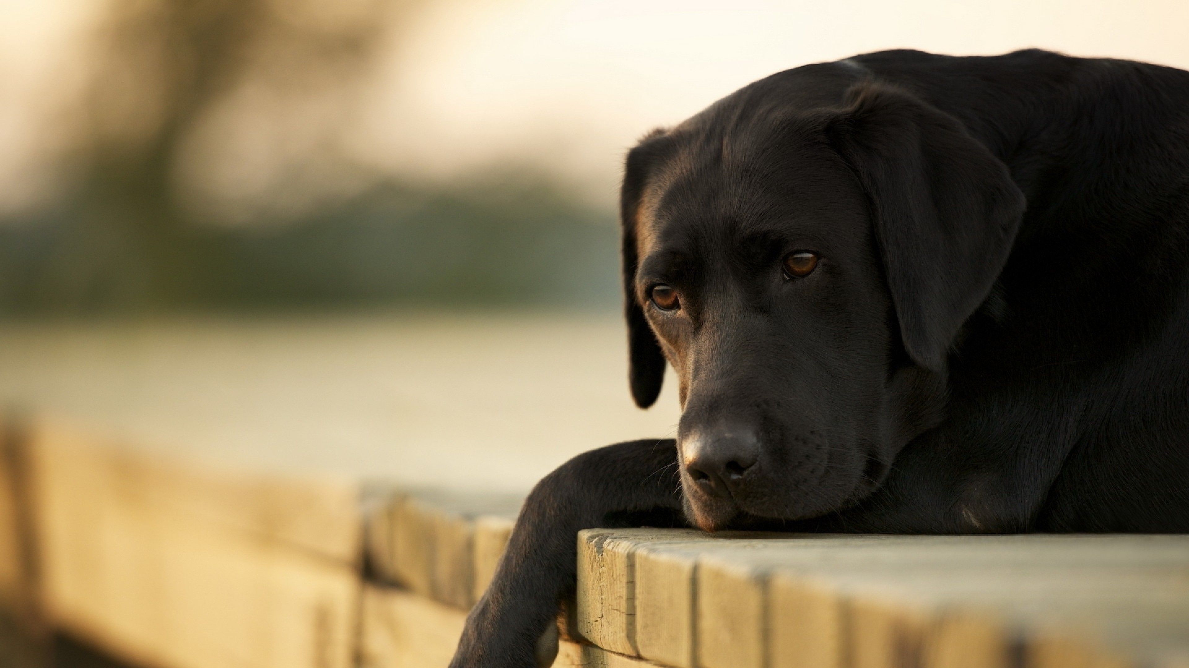 Wallpaper Labrador, dog, 4k, Animals