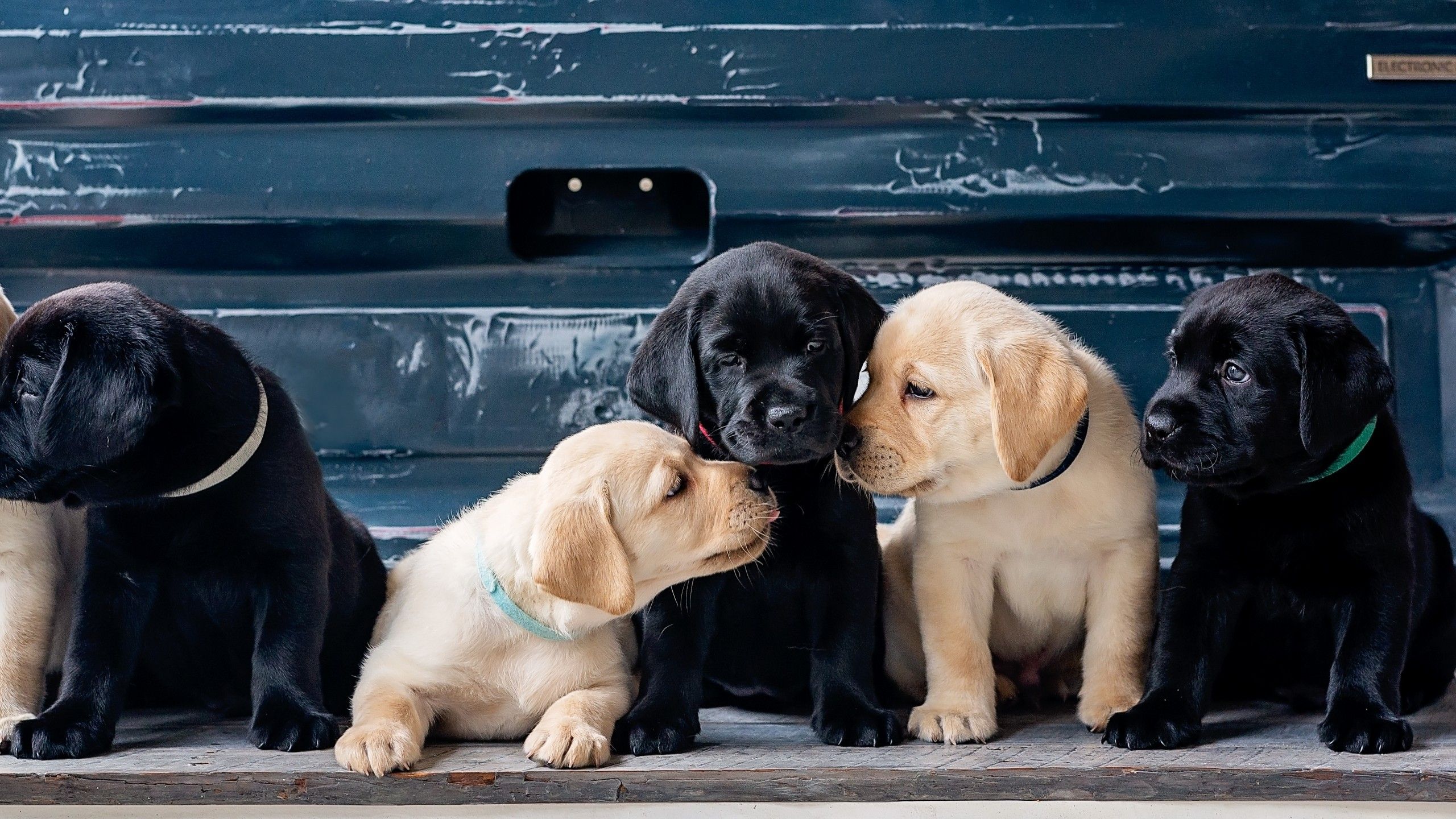 Puppies 4K Wallpaper, Labrador Retriever, Cute dogs, Labrador puppies, 5K, Animals