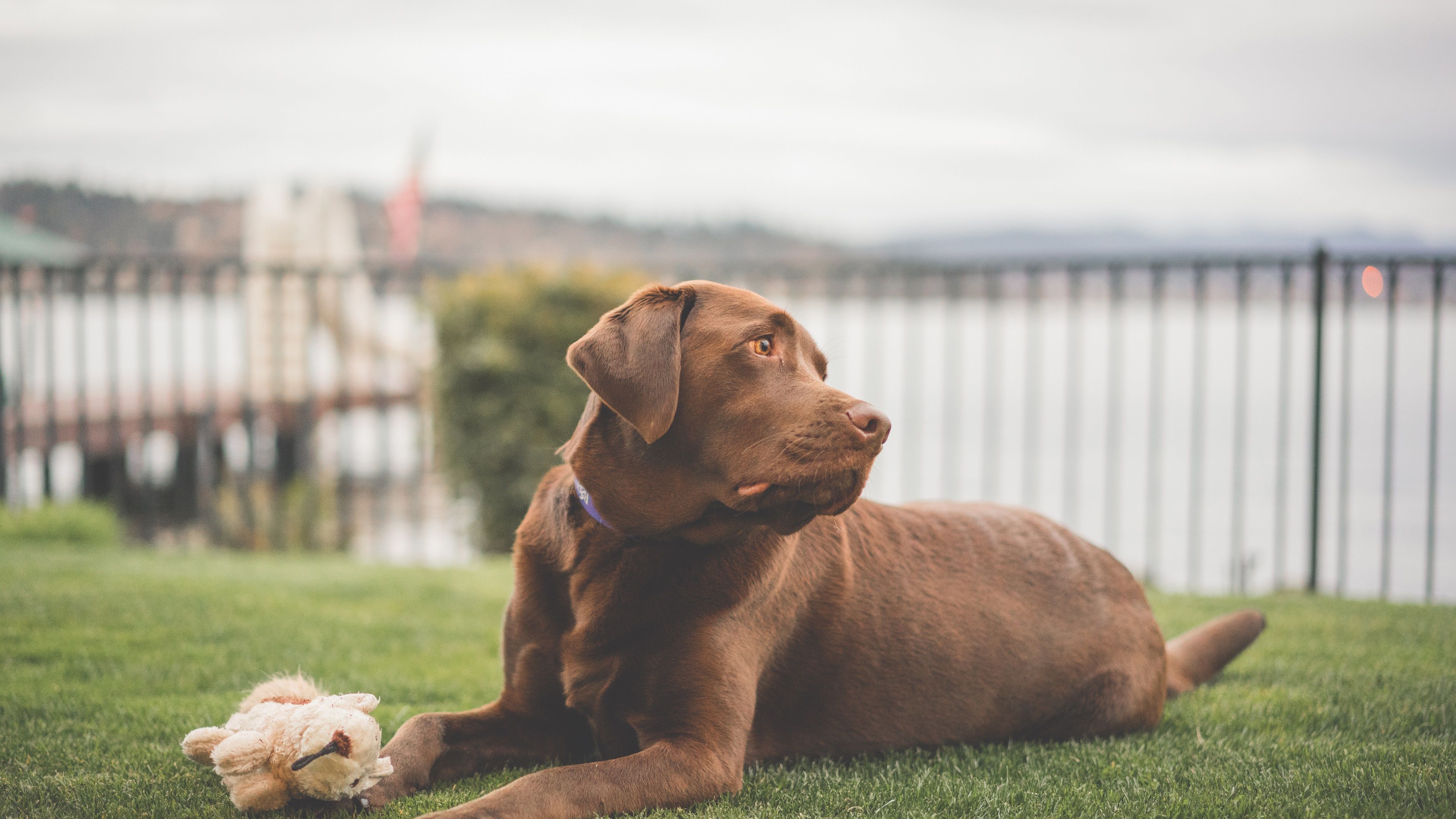 Wallpaper Labrador dog, brown color, grass, rest 3840x2160 UHD 4K Picture, Image