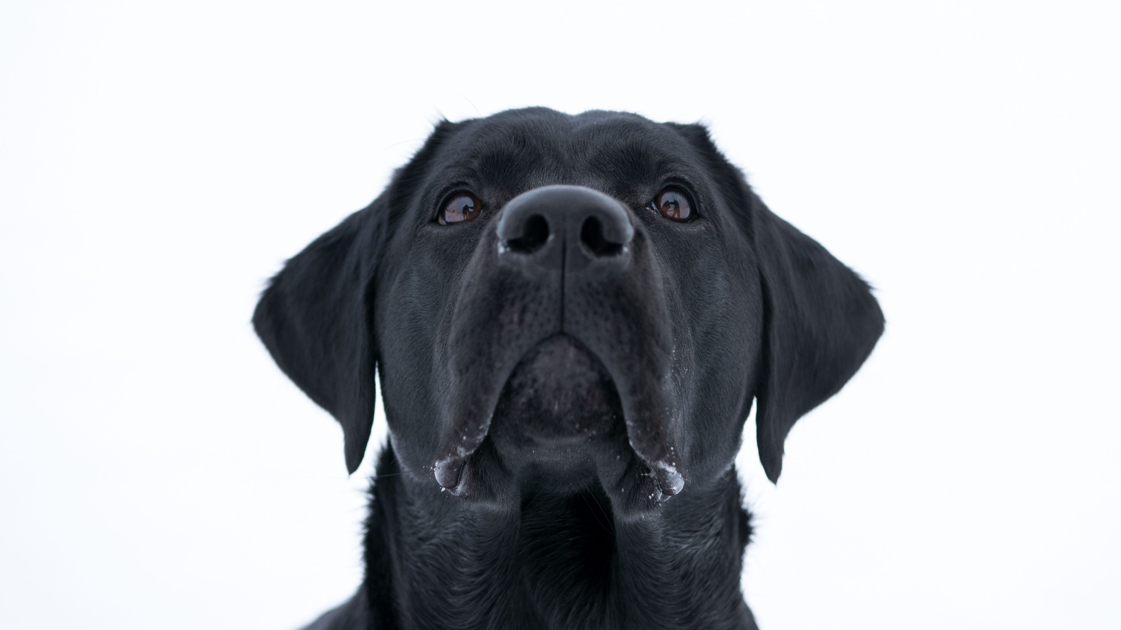 Desktop Wallpaper Dog, Labrador Retriever, Black, Muzzle, 4k, HD Image, Picture, Background, Cdd55e