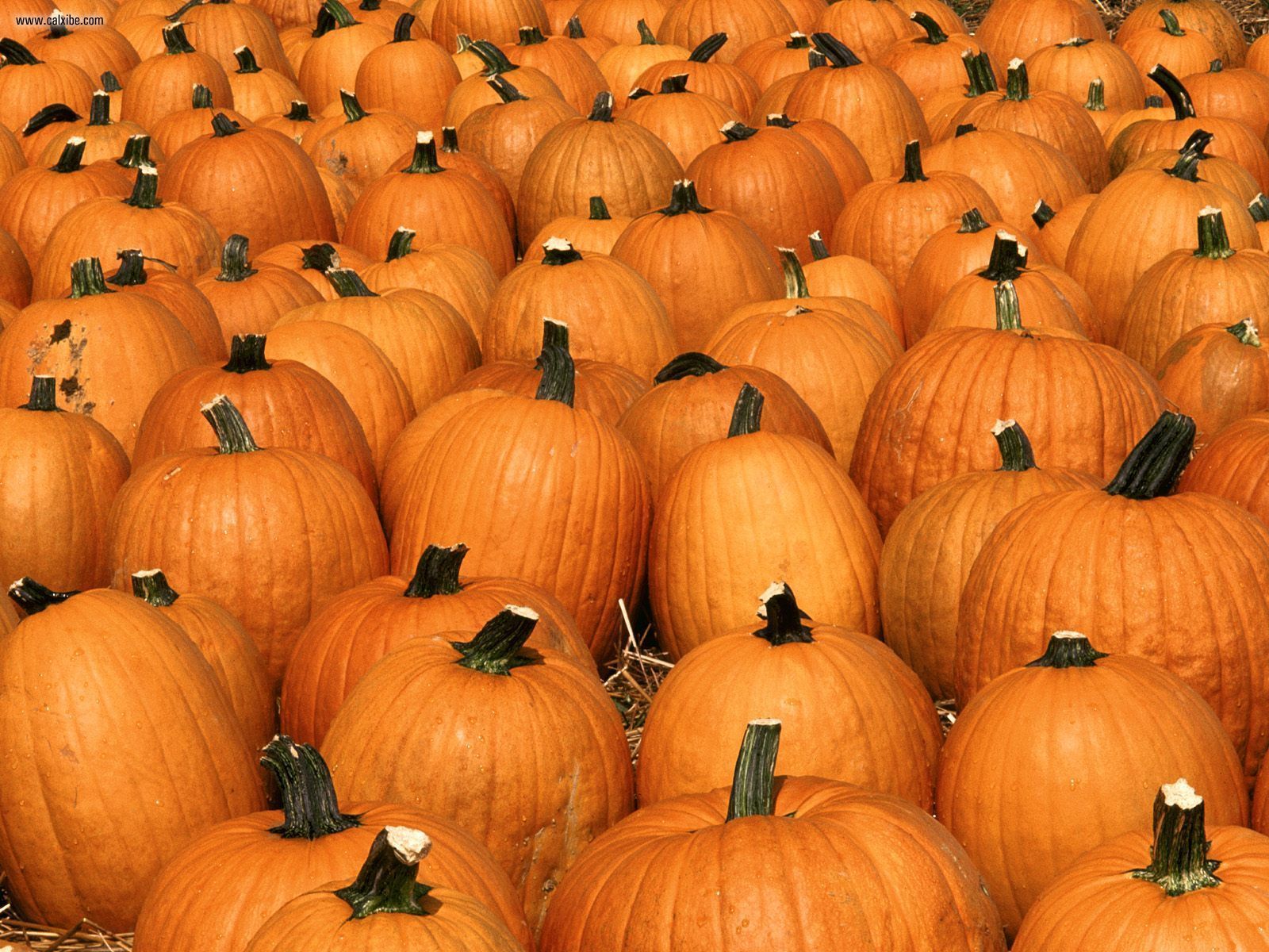 Free download Miscellaneous Pumpkin Party picture nr 21165 [1600x1200] for your Desktop, Mobile & Tablet. Explore Pumpkin Wallpaper. Free Pumpkin Wallpaper, Halloween Pumpkin Wallpaper, Great Pumpkin Wallpaper