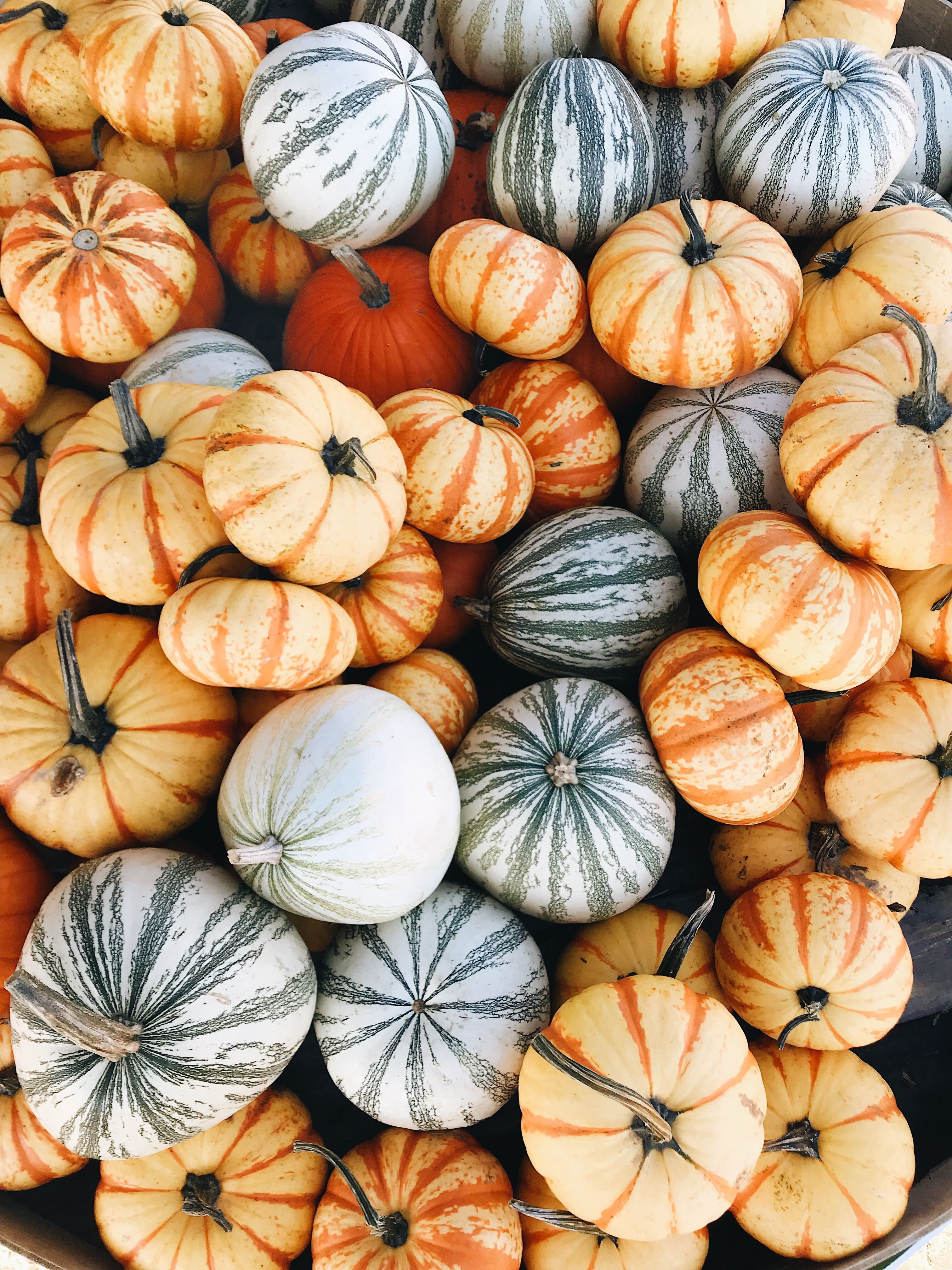 Pumpkin Aesthetic