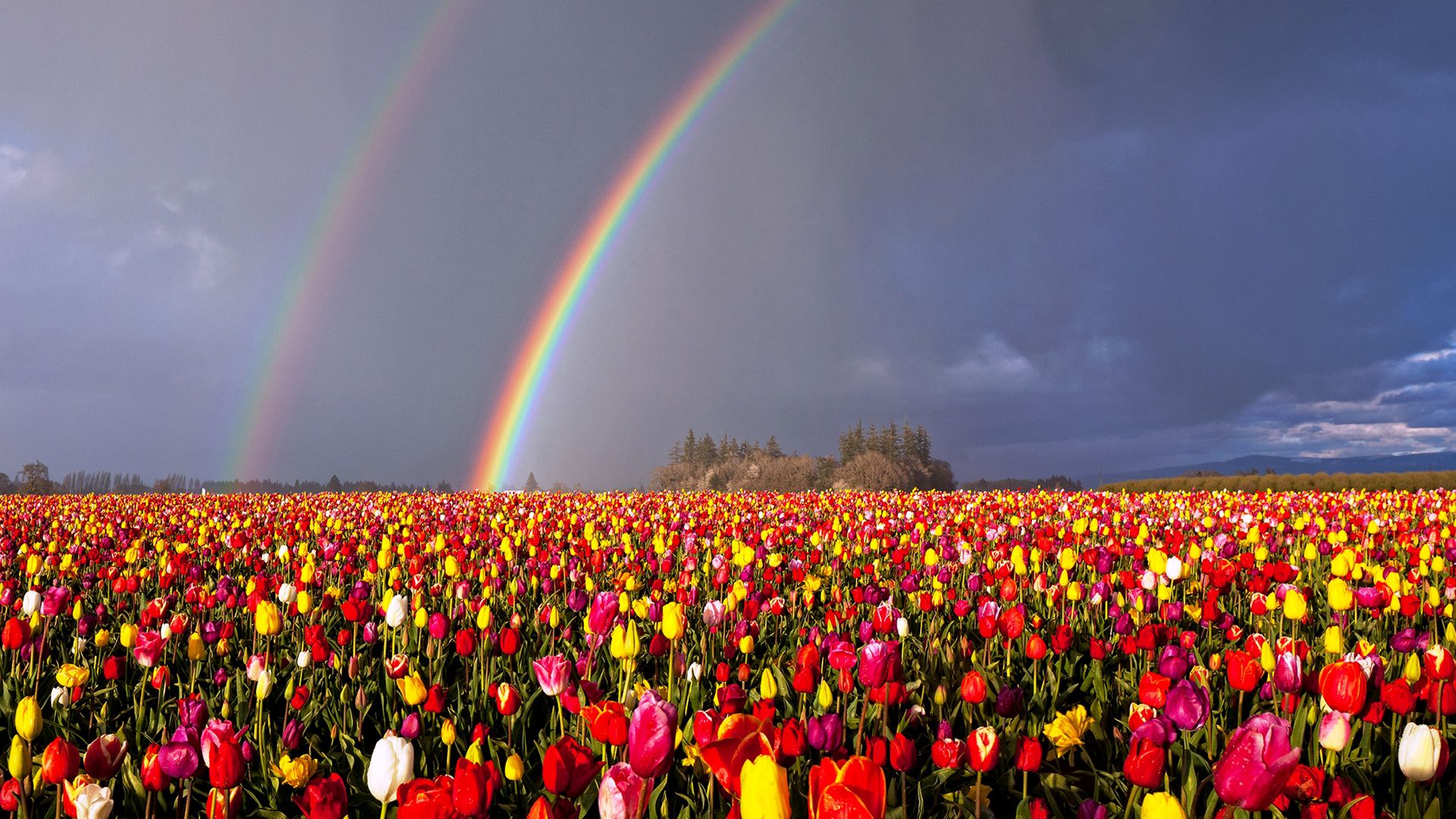 Oregon Double Rainbow Over Flowers Field HD Rainbow Wallpaper