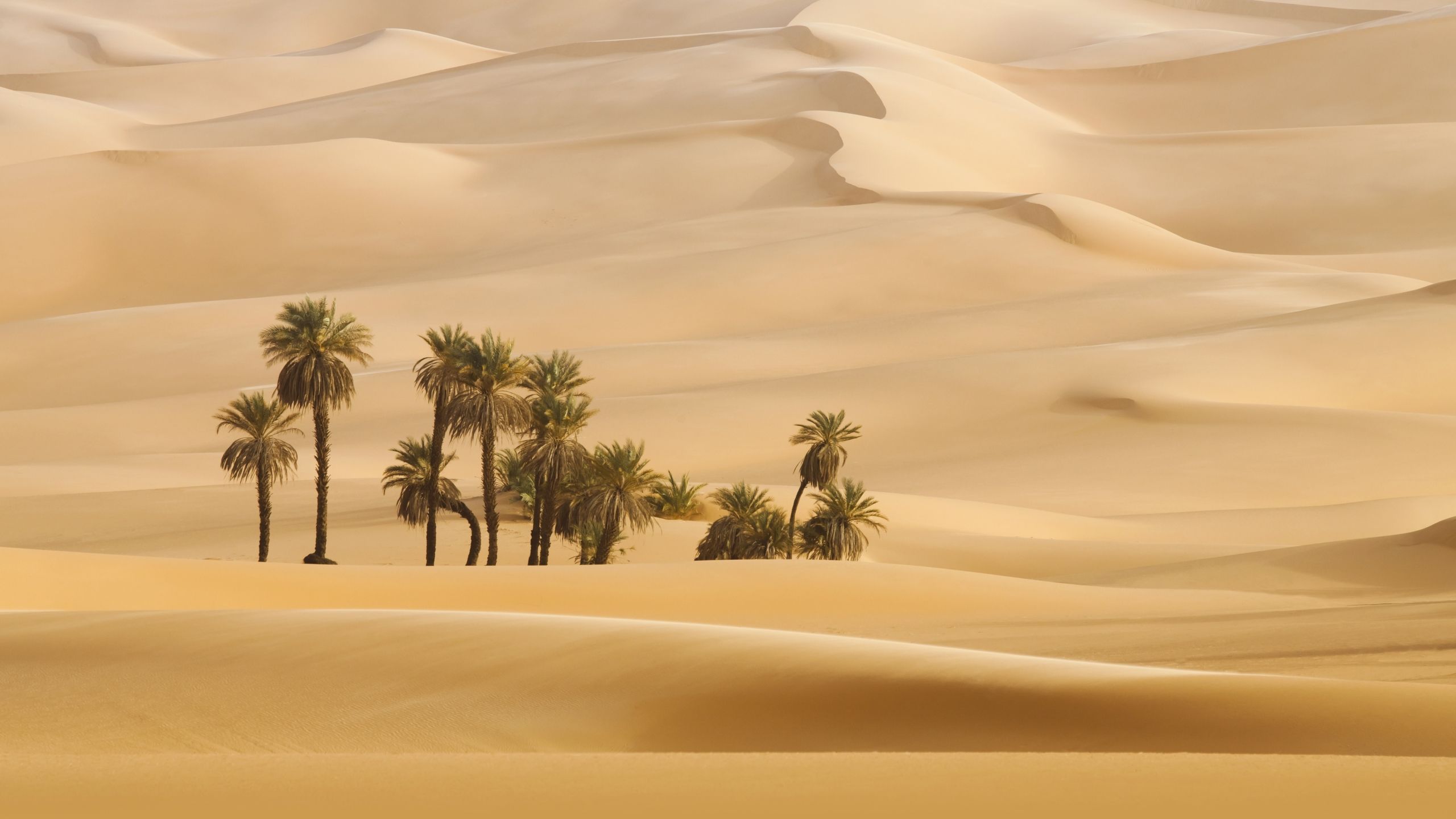 Palm Trees In Dubai Desert