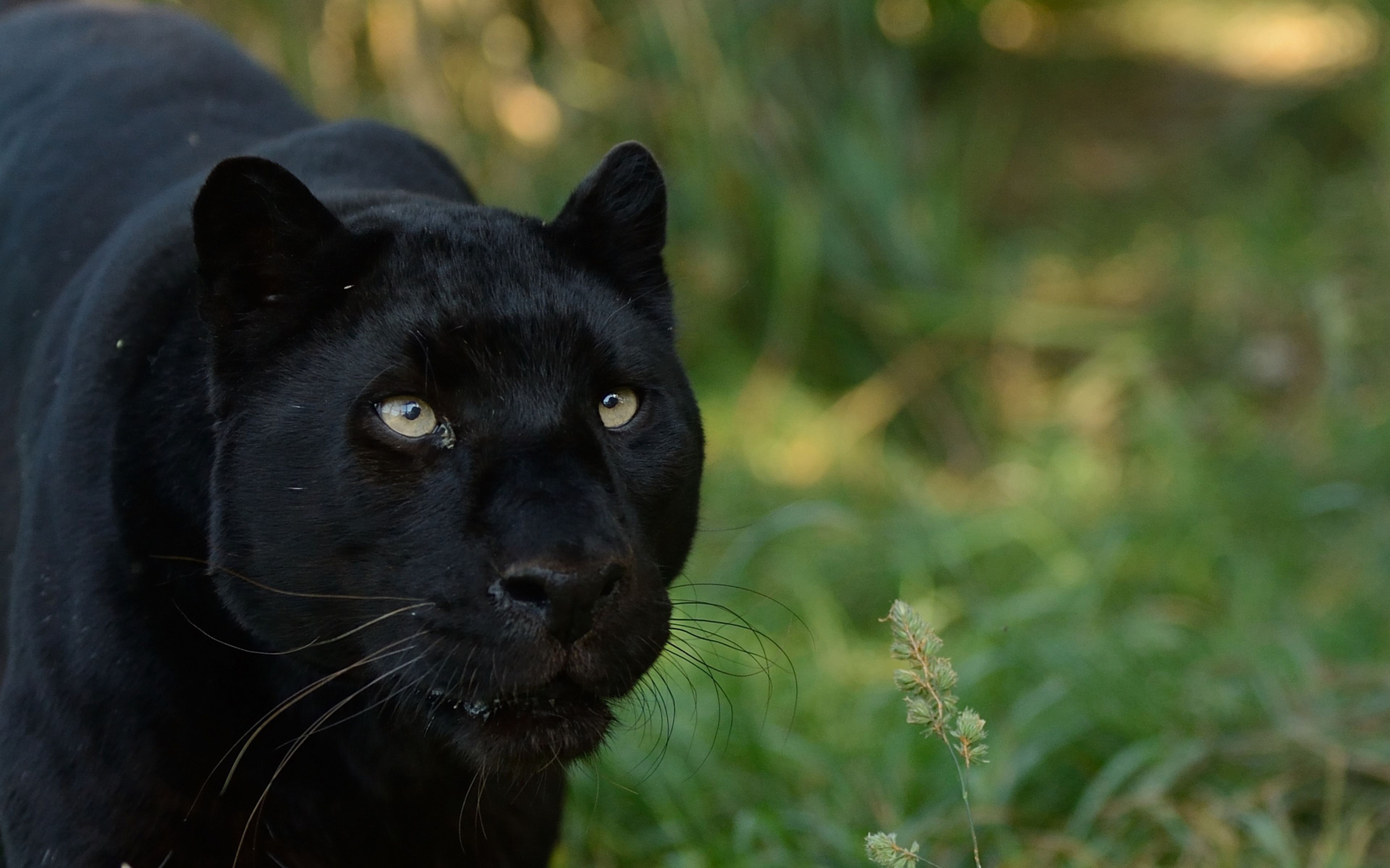 Ultra HD 4k Computer Wallpaper For Desktop HD Wallpaper