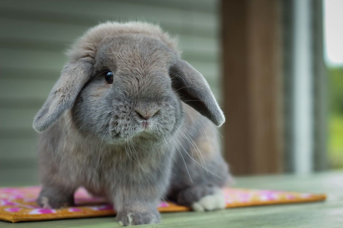 Hook's Hollands Lop Bucks. Cute bunny picture, Bunny picture, Cute baby bunnies