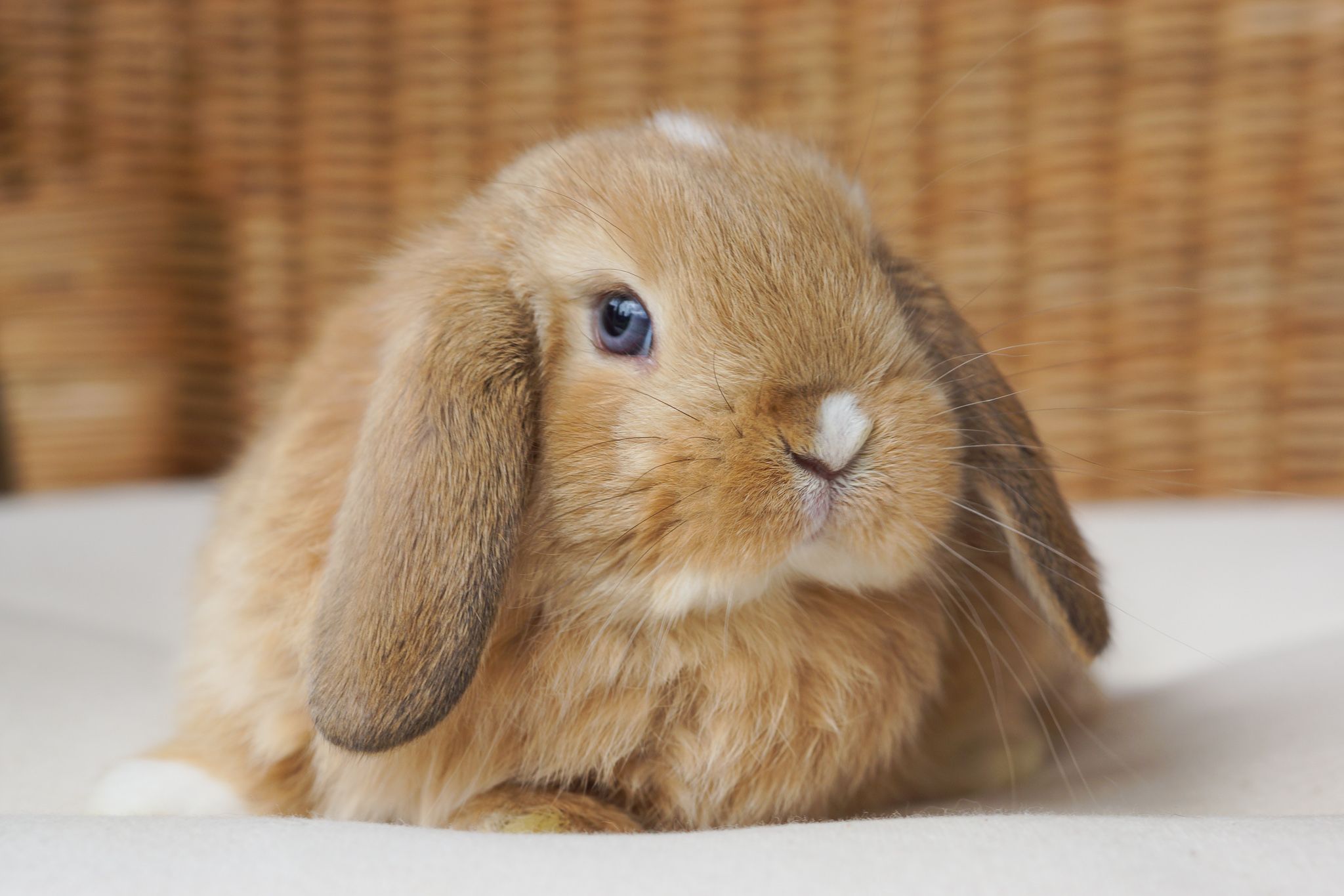 Holland Lop Wallpapers - Wallpaper Cave