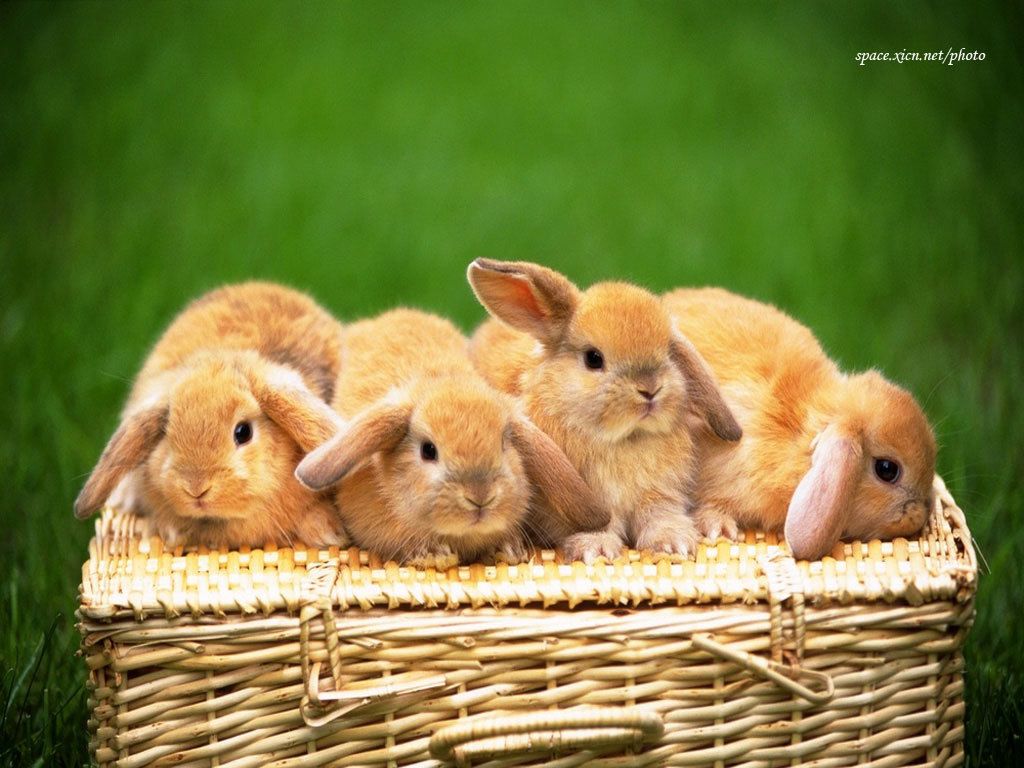 Holland Lop Wallpapers - Wallpaper Cave