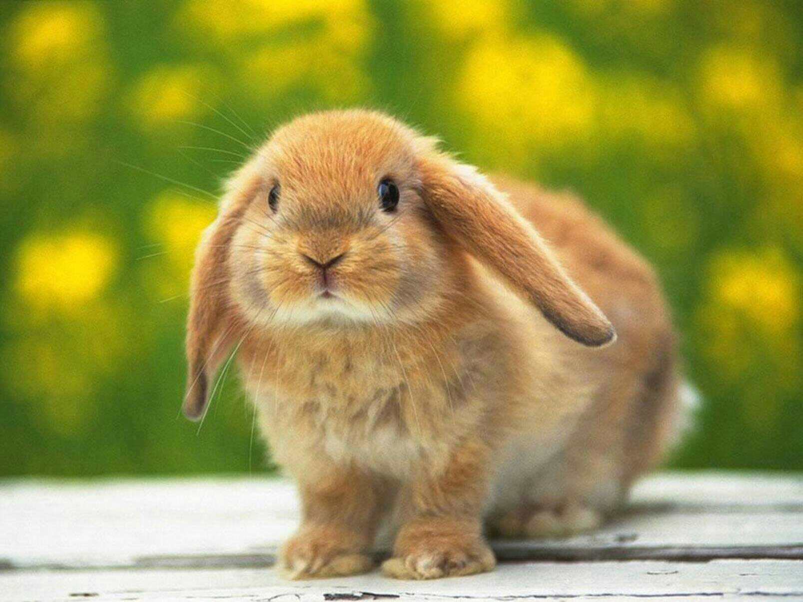 Holland Lop Wallpapers - Wallpaper Cave