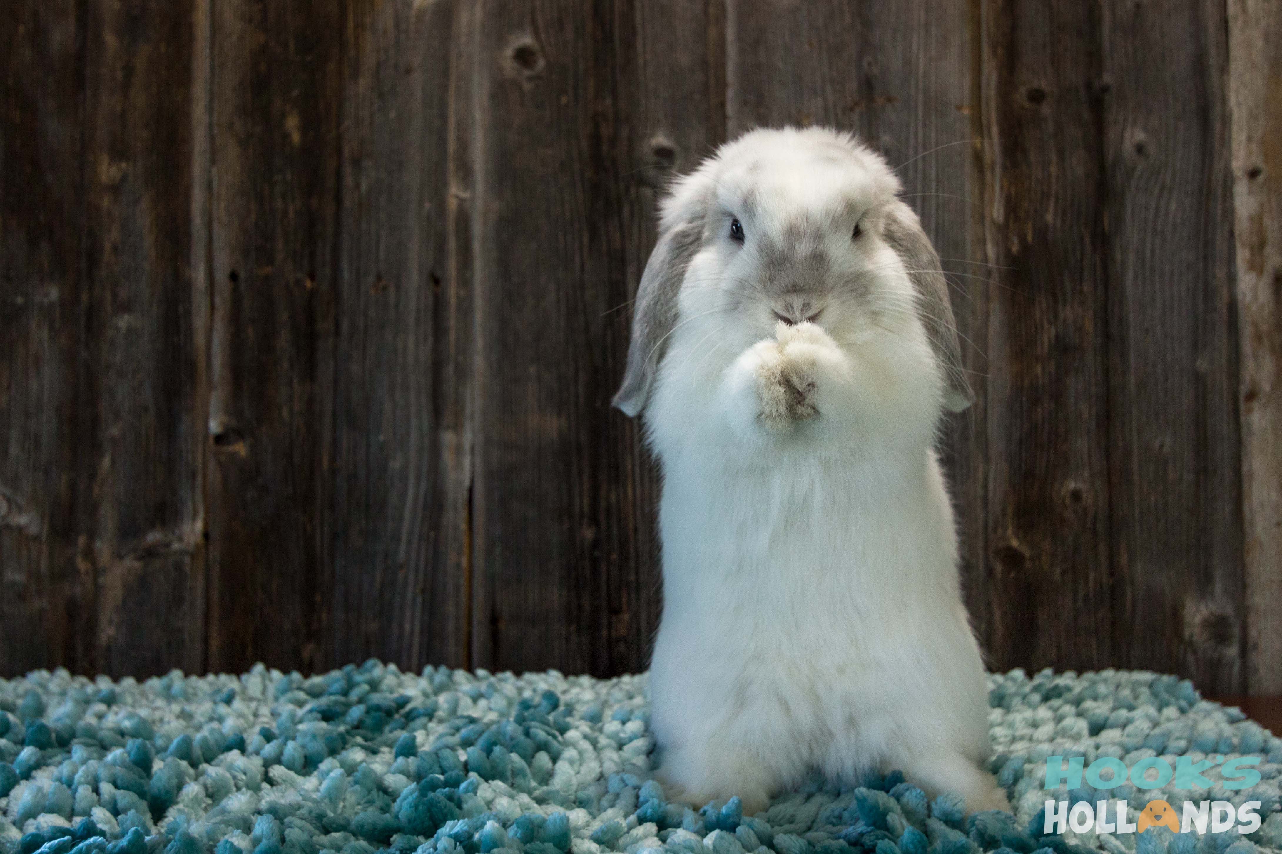 Holland Lop Wallpapers - Wallpaper Cave