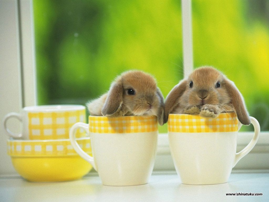 Holland Lop Bunny