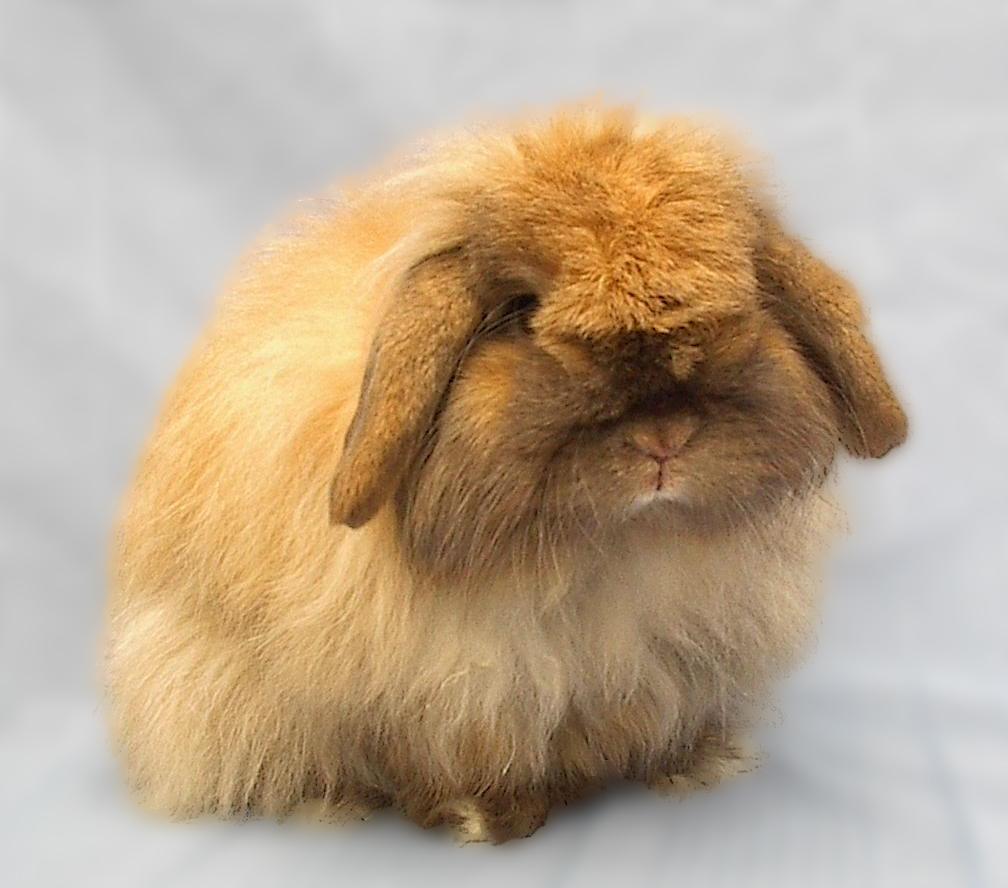 Holland Lop Wallpapers - Wallpaper Cave