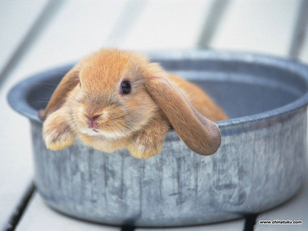 Holland Lop Wallpapers - Wallpaper Cave