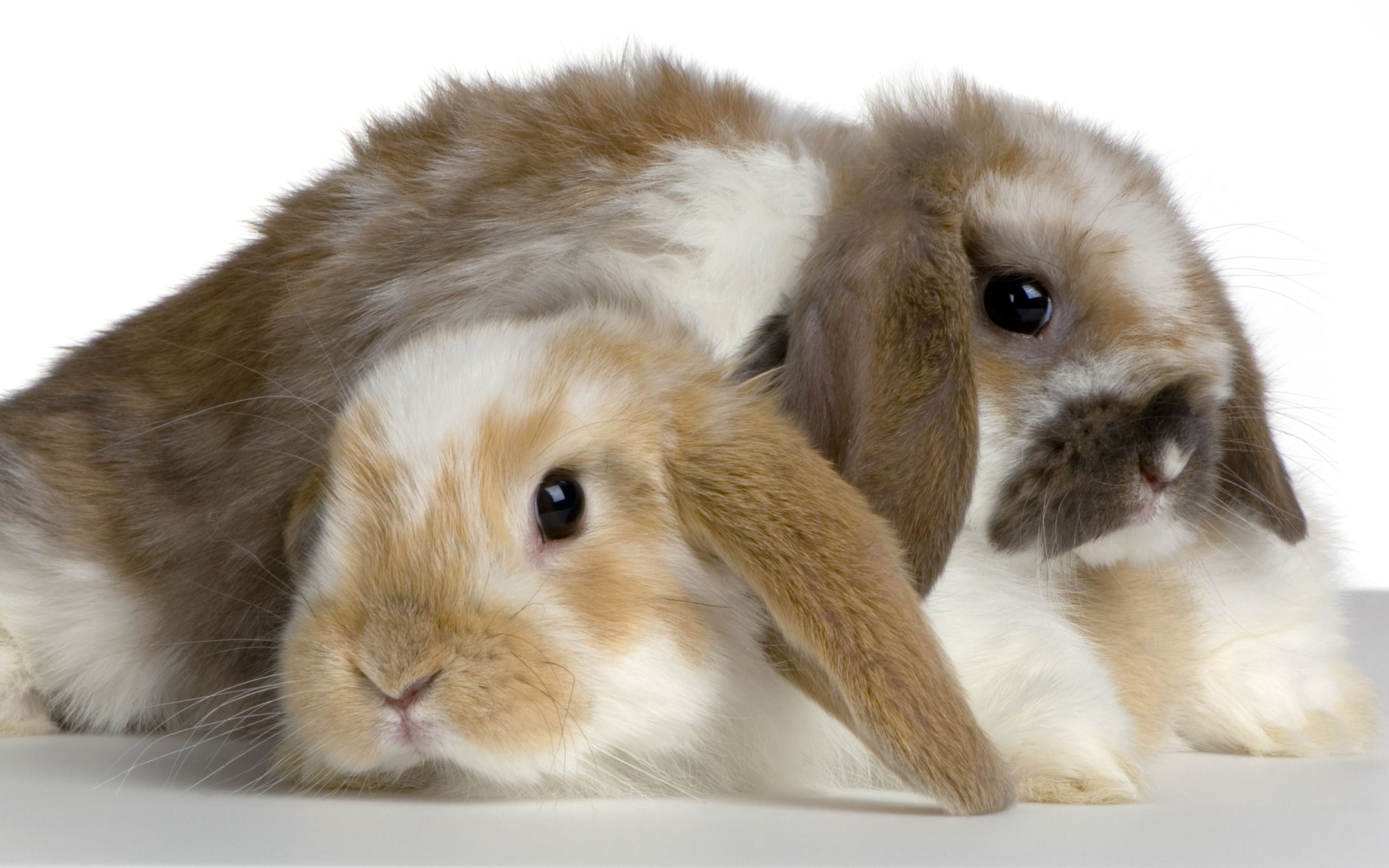 Cute Bunnies