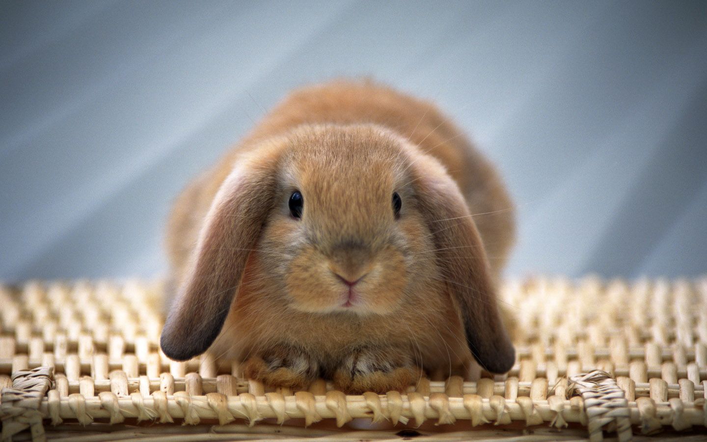 Holland Lop Wallpapers - Wallpaper Cave