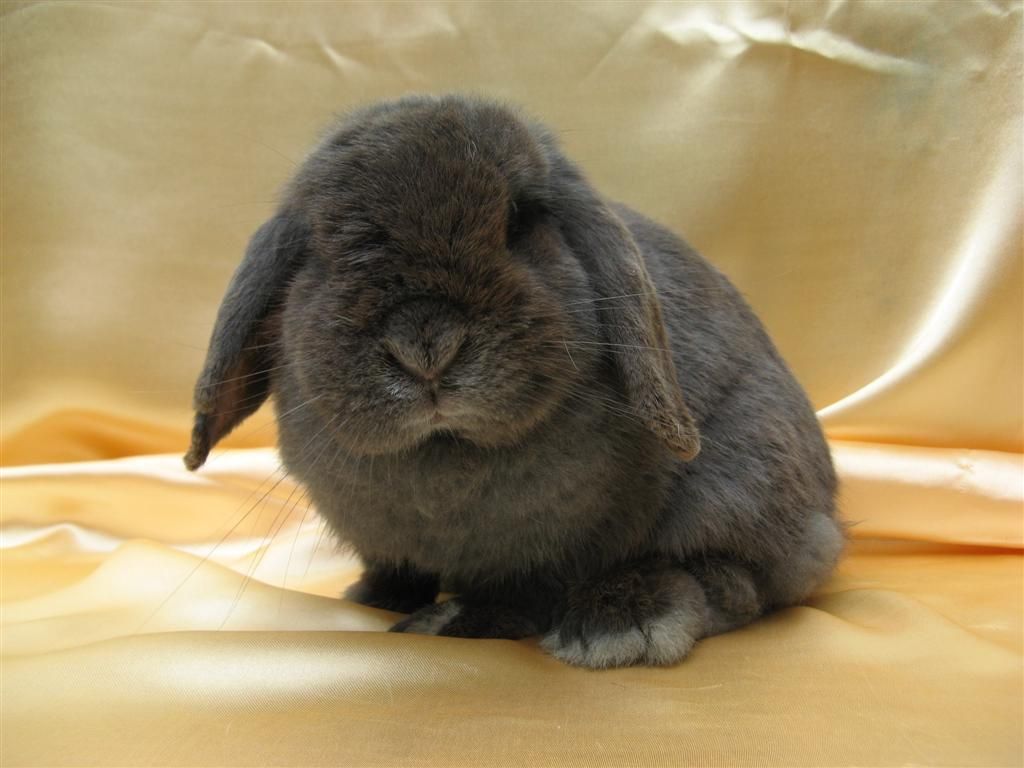 Holland Lop Wallpapers - Wallpaper Cave