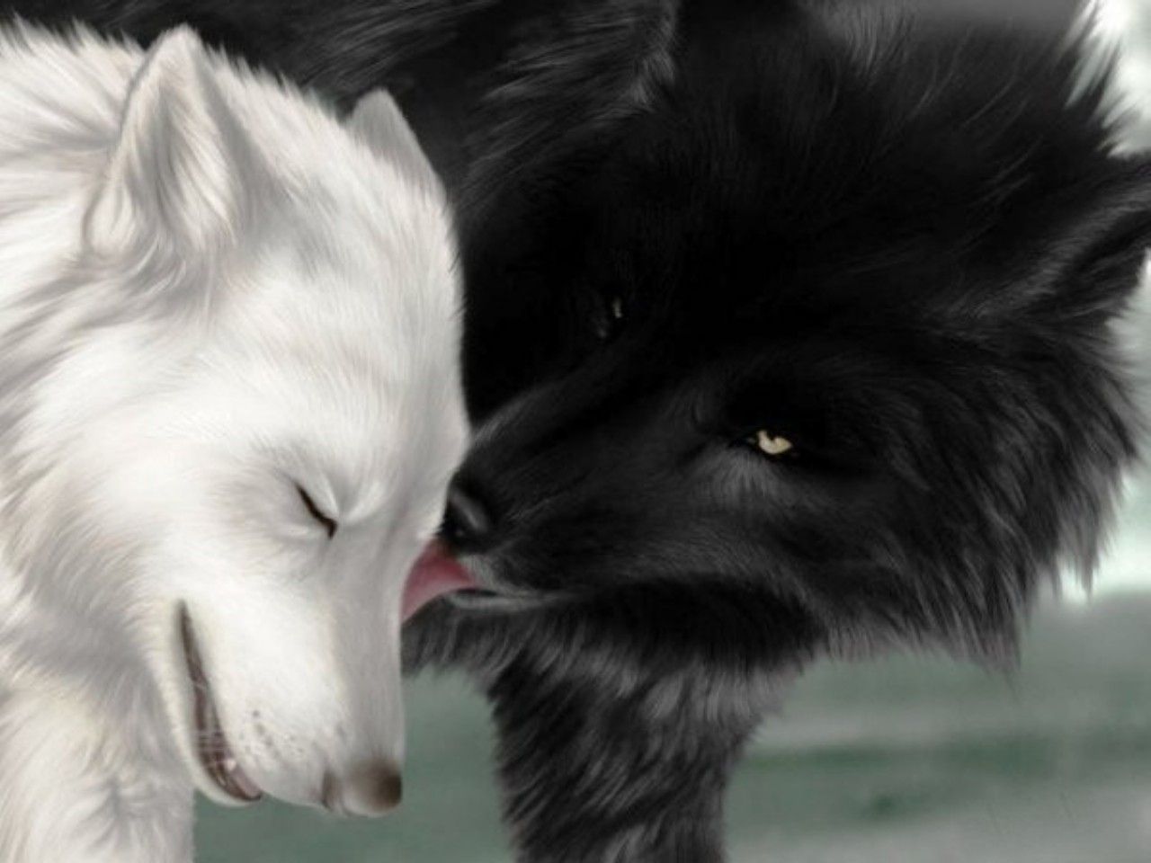 Black and White Wolf Wallpaper HD