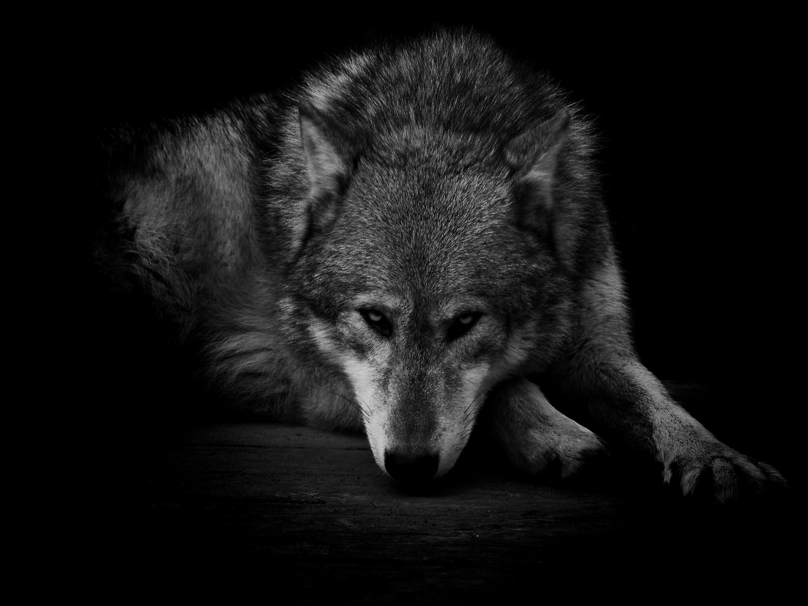 Black Wolf Wallpaper background picture