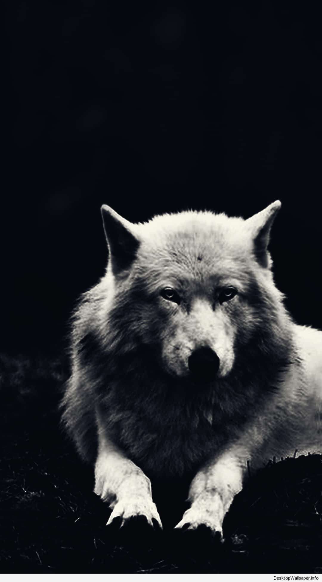 Cool Black And White Wolf Wallpaper