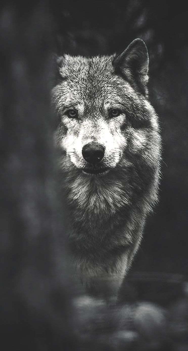 iPhone Wolf Wallpaper Black And White