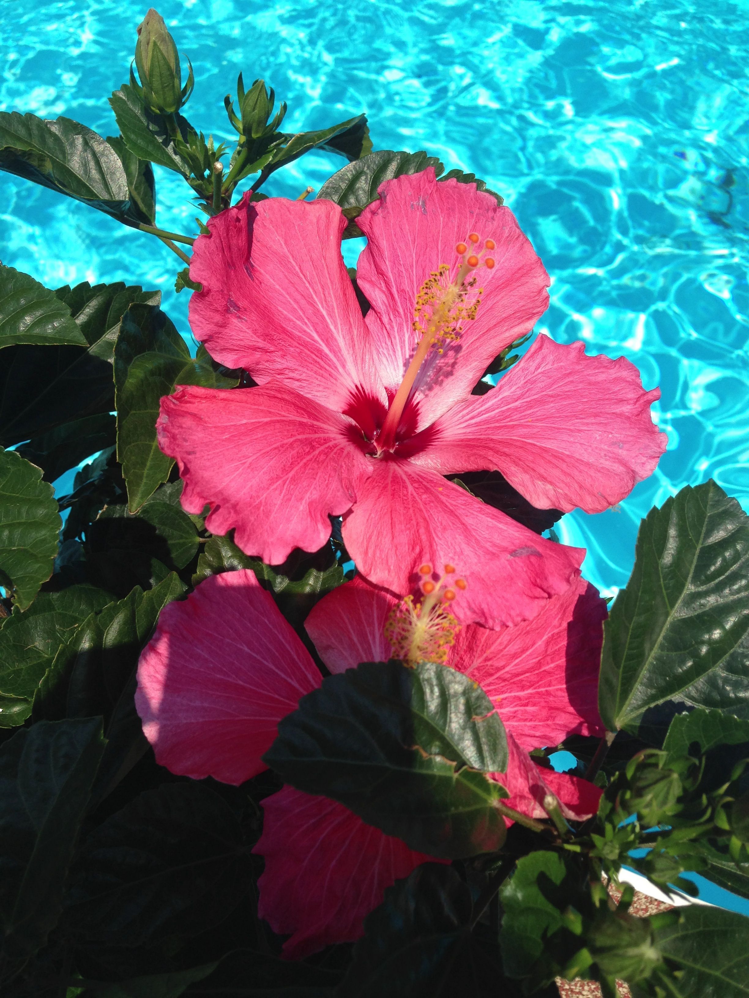 Beautiful Hibiscus by the Pool. Flower wallpaper, Summer wallpaper, iPhone wallpaper
