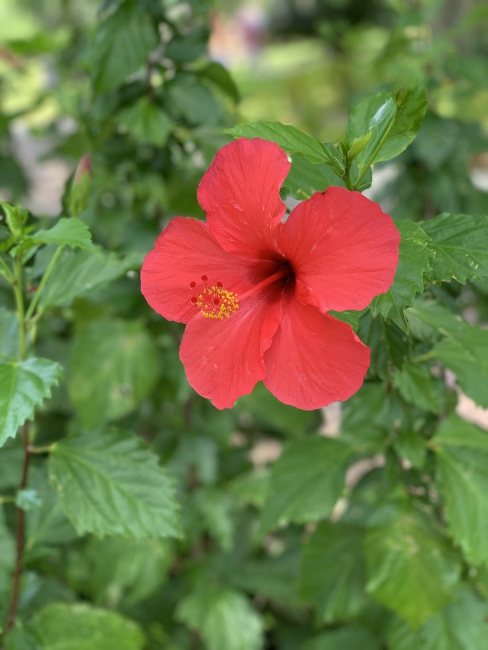 red hibiscus photo