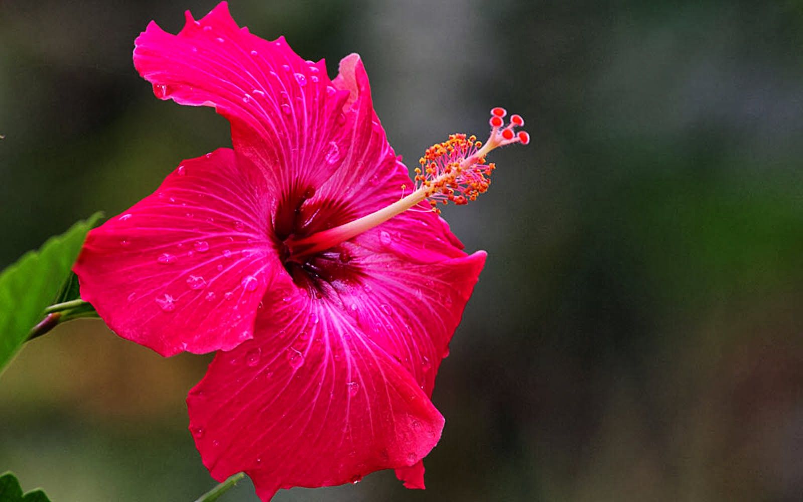 wallpaper: Pink Hibiscus Flower Wallpaper