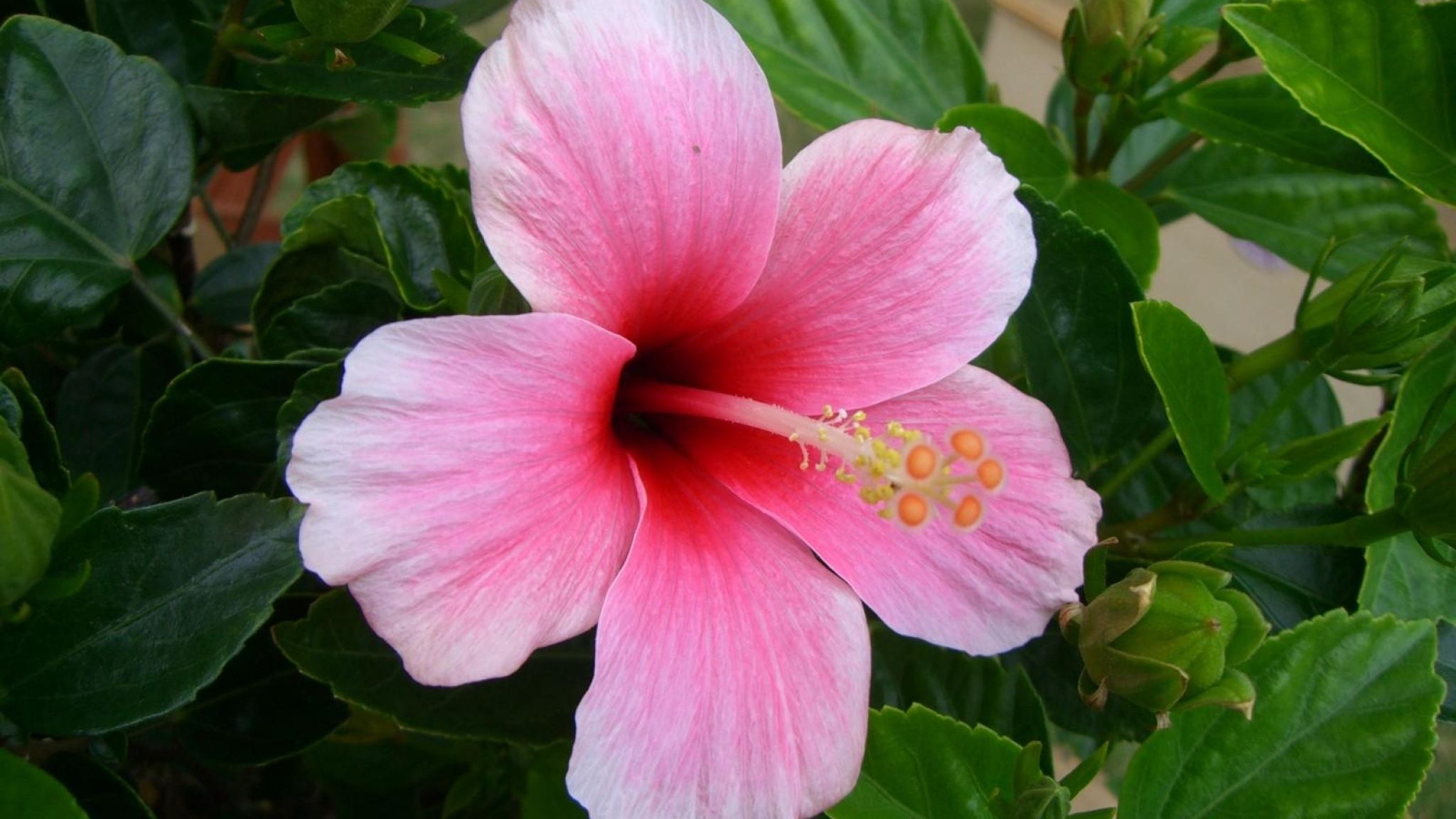 Hibiscus Flowers wallpaperx1152