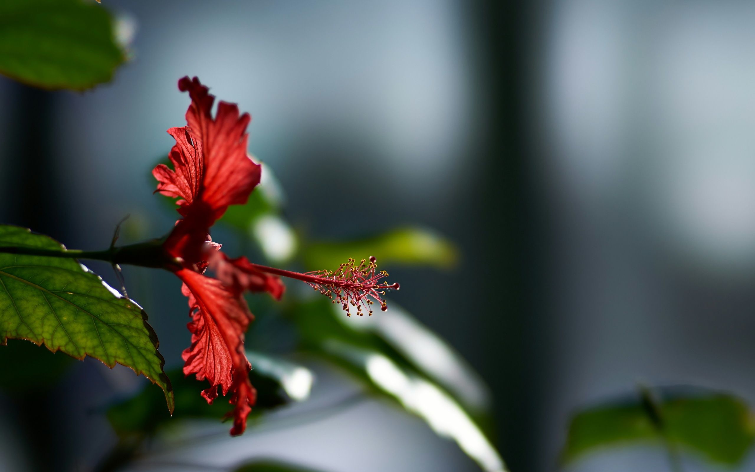 Hibiscus Flower, HD Flowers, 4k Wallpaper, Image, Background, Photo and Picture