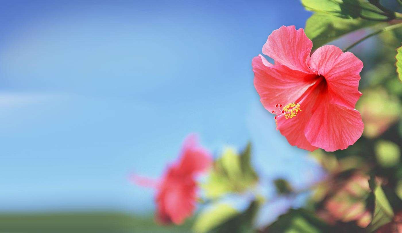 Free download Blue Hibiscus Flower Wallpaper HD Wallpaper Background [1400x813] for your Desktop, Mobile & Tablet. Explore Hibiscus Background. Hibiscus Wallpaper Background