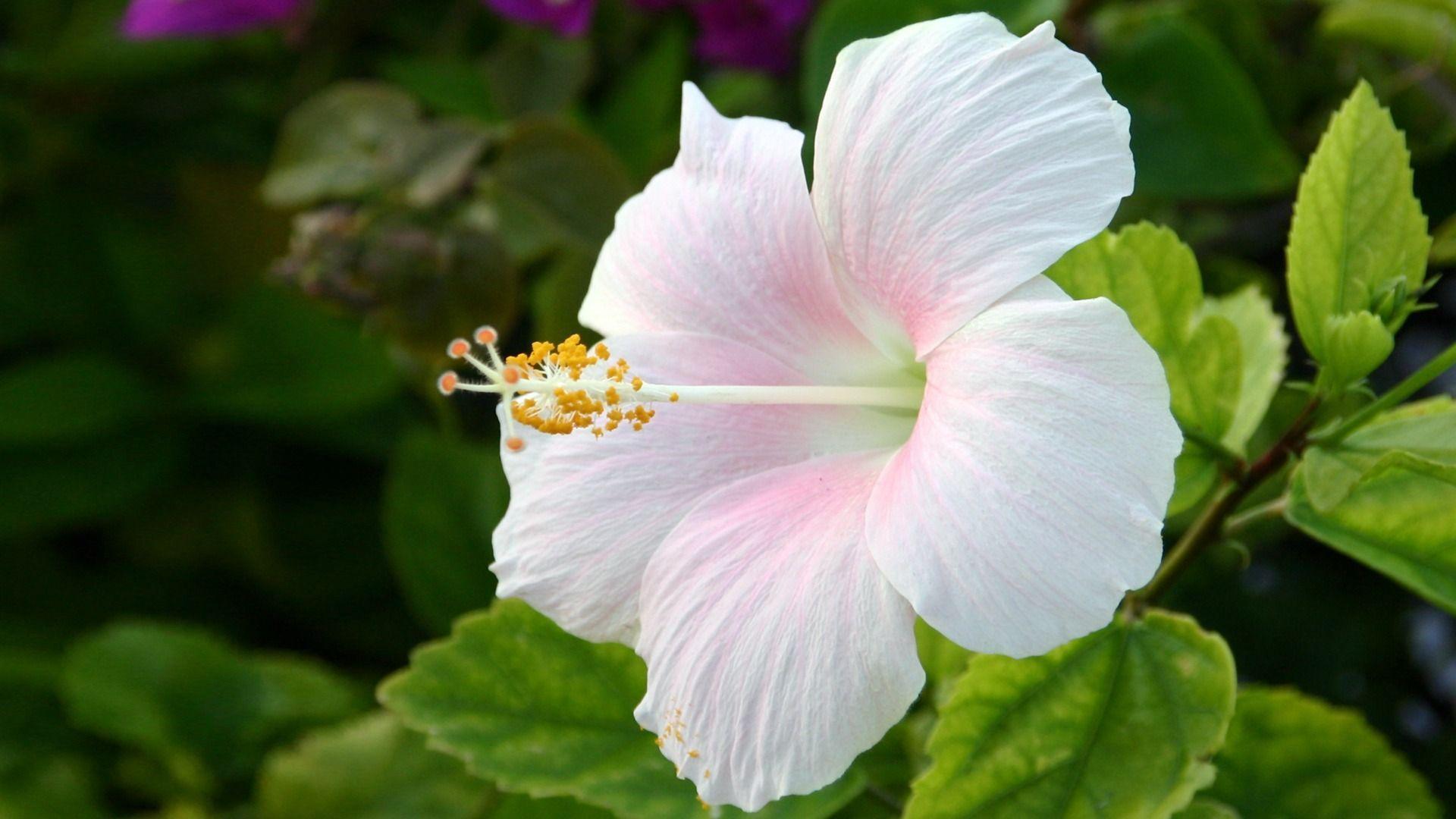 Free photo: hibiscus flower, Hibiscus, Natural