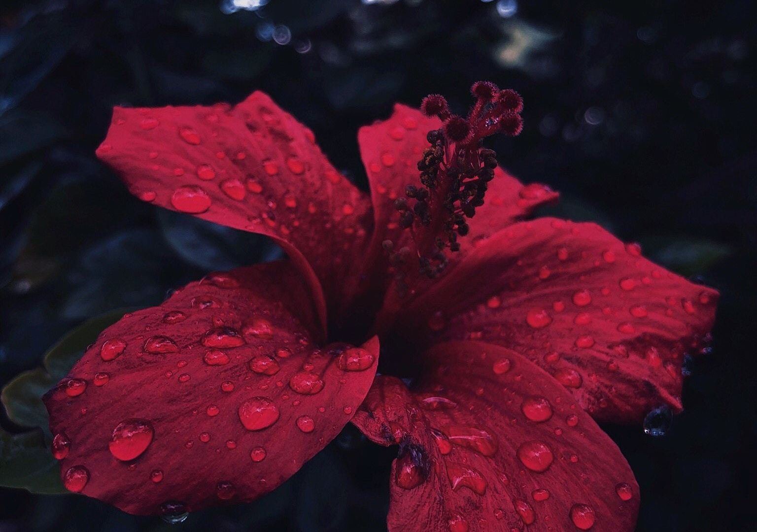 Desktop wallpaper hibiscus, flower, close up, water drops, HD image, picture, background, 4a2166