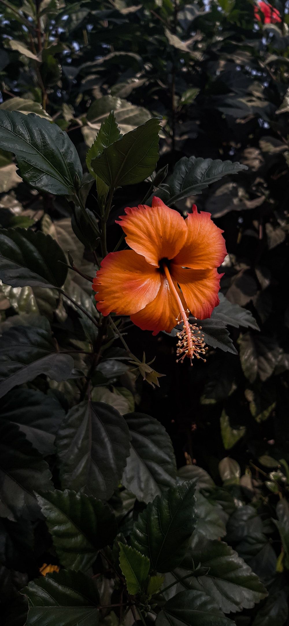 Hibiscus Plant Wallpapers - Wallpaper Cave