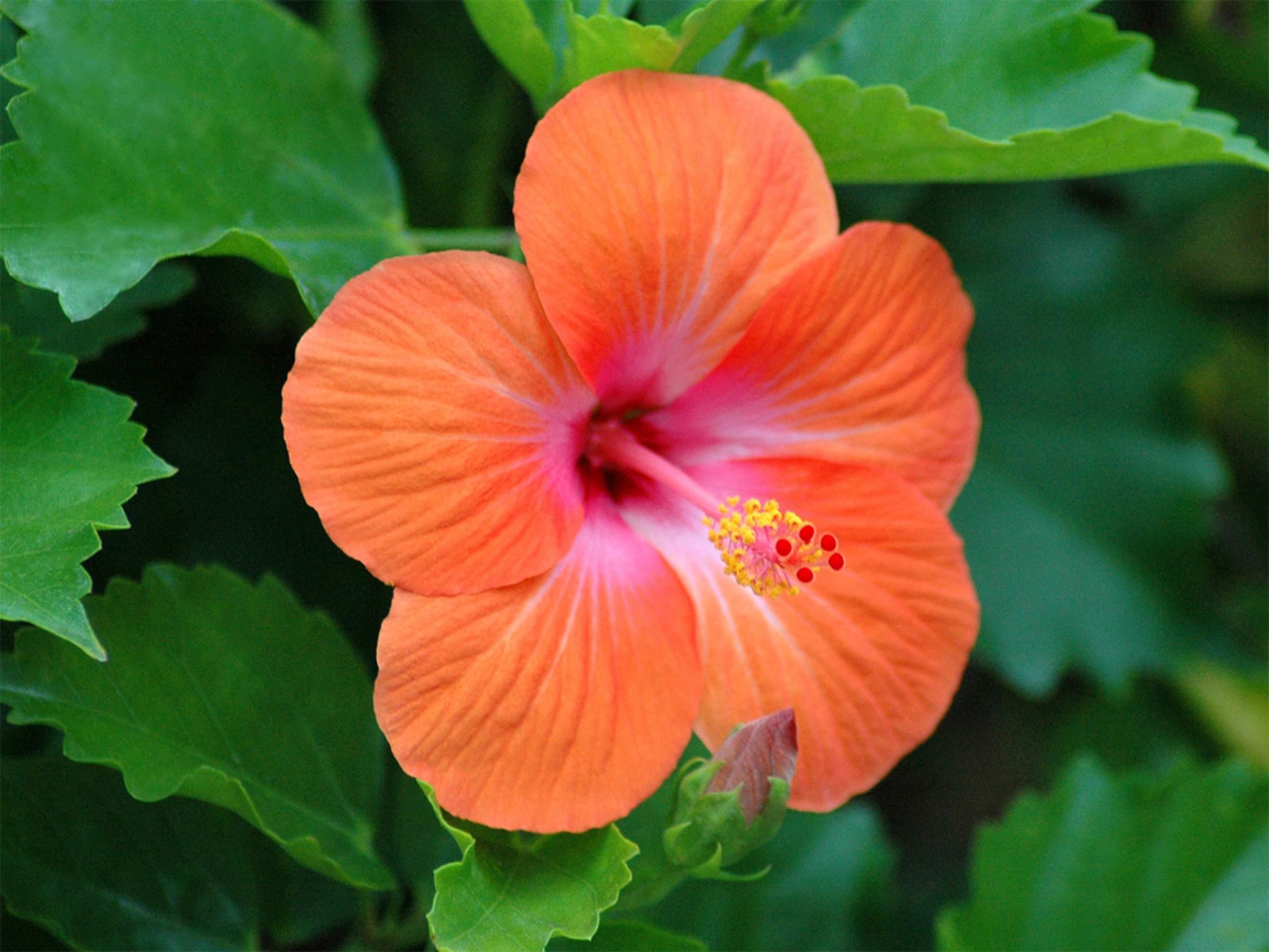 Hibiscus Plant Wallpapers - Wallpaper Cave